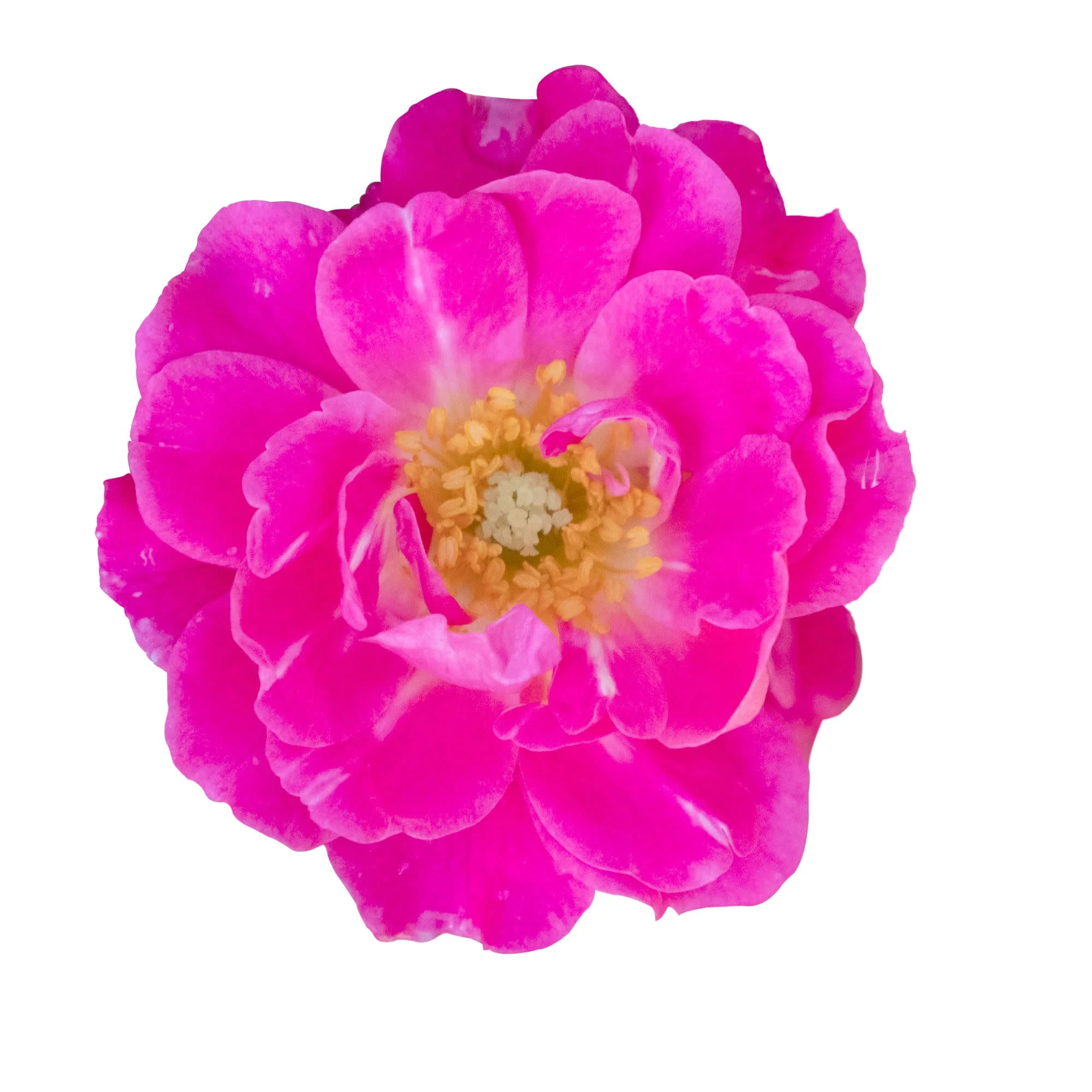 Oso Easy® Double Pink Rose - Image 7