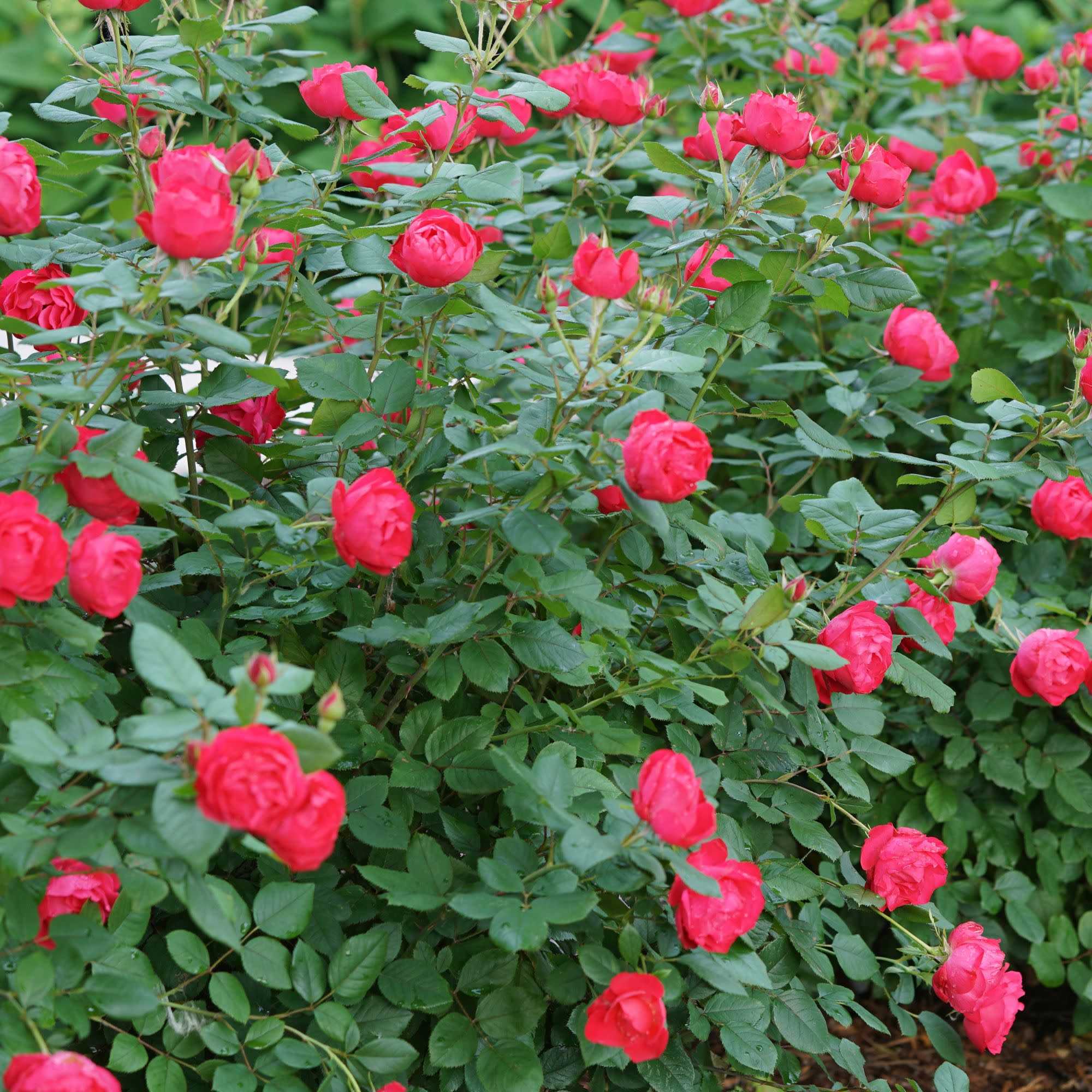 Oso Easy Double Red® Rose - Image 3