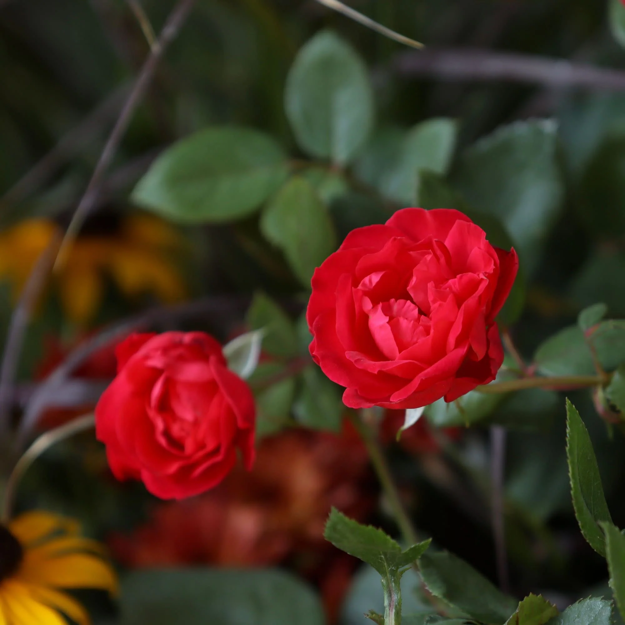 Oso Easy Double Red® Rose - Image 4