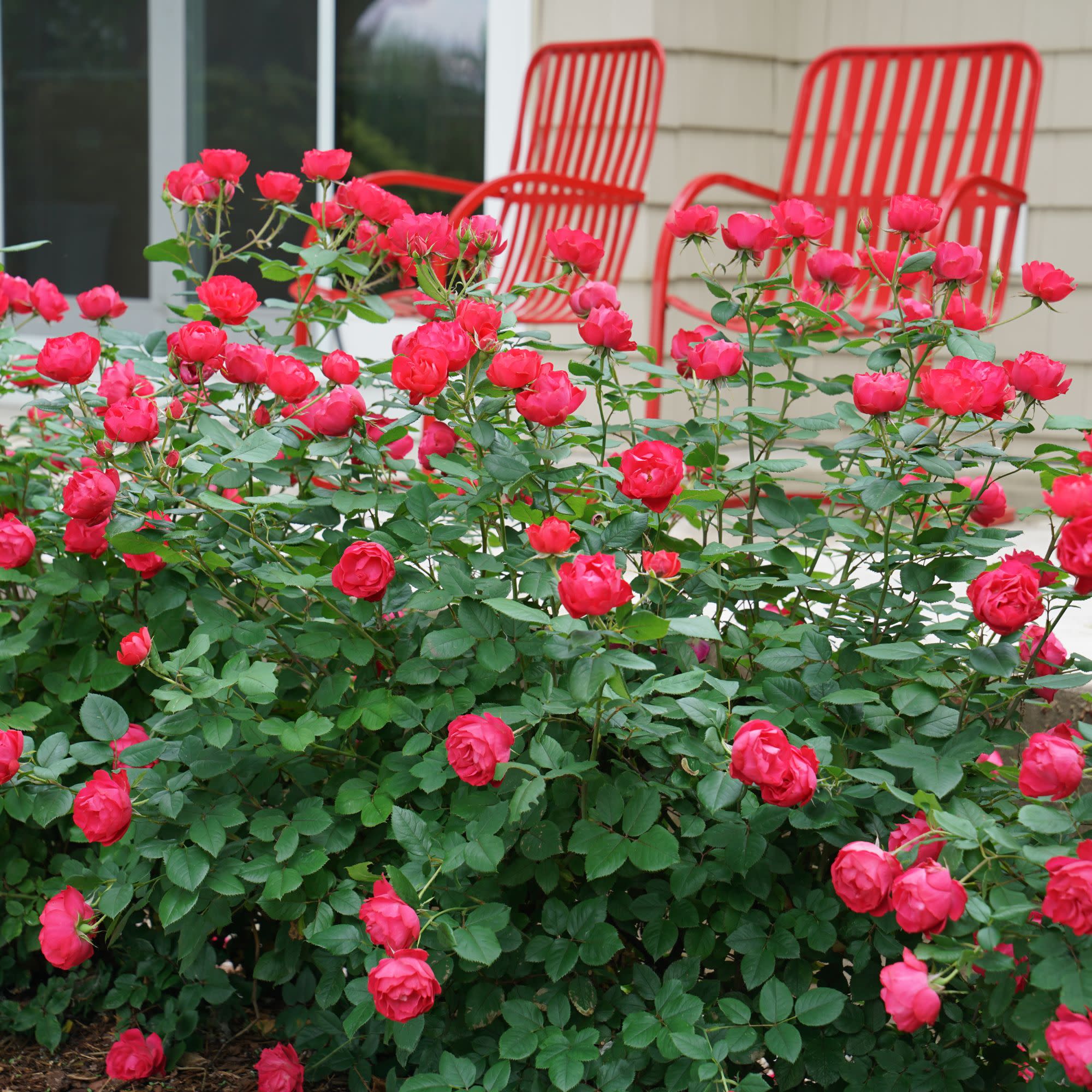 Oso Easy Double Red® Rose - Image 6