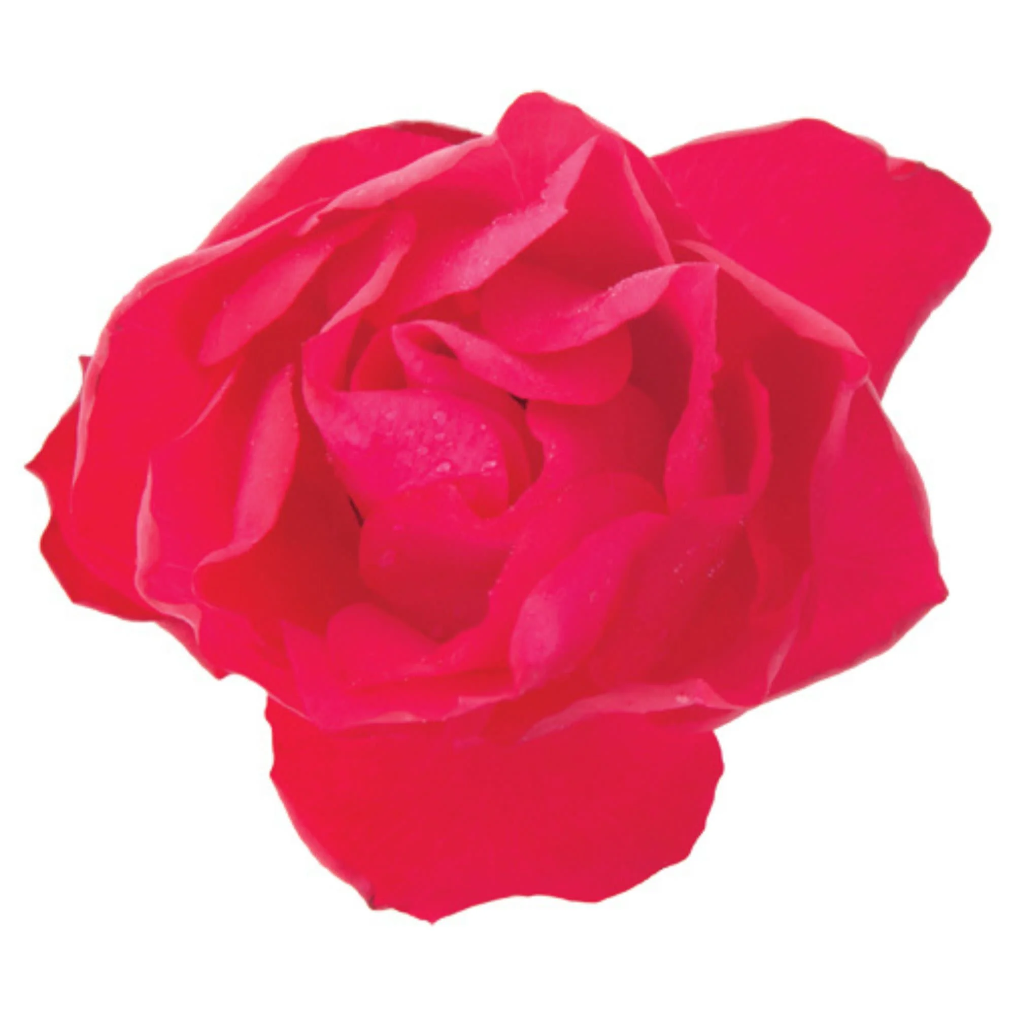 Oso Easy Double Red® Rose - Image 7