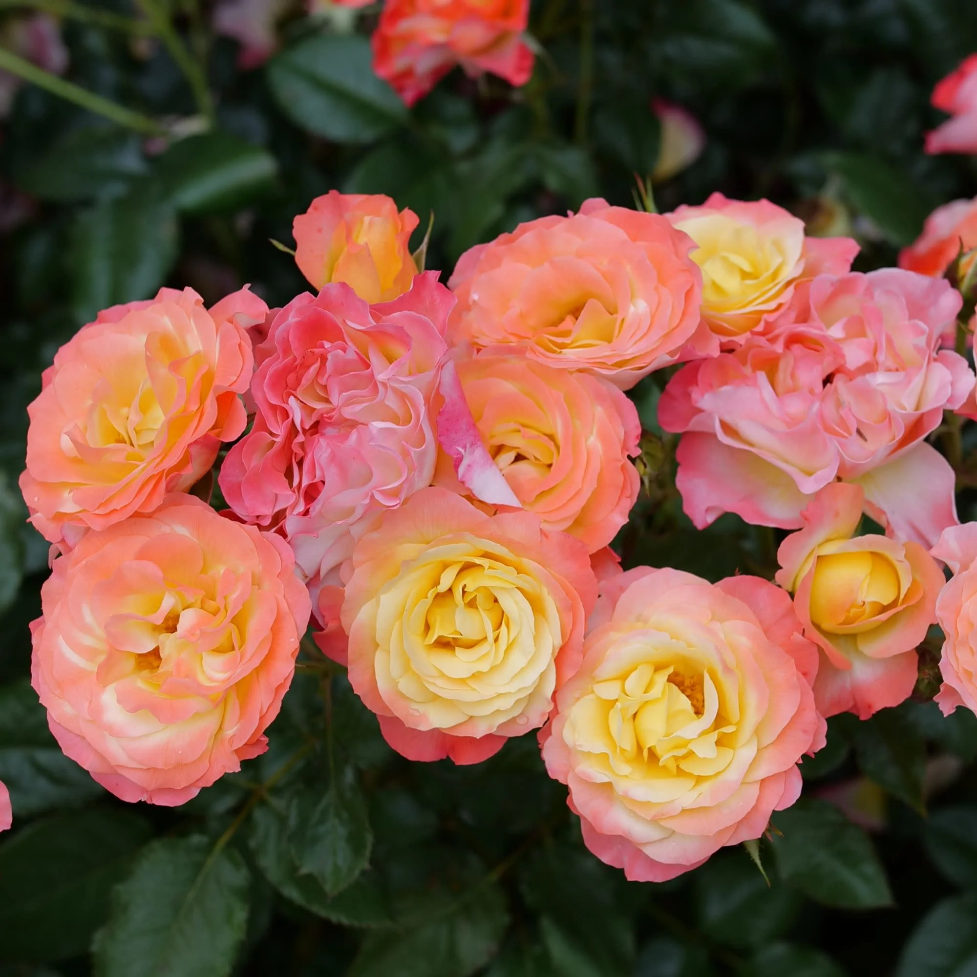 Oso Easy En Fuego® Rose - Image 7