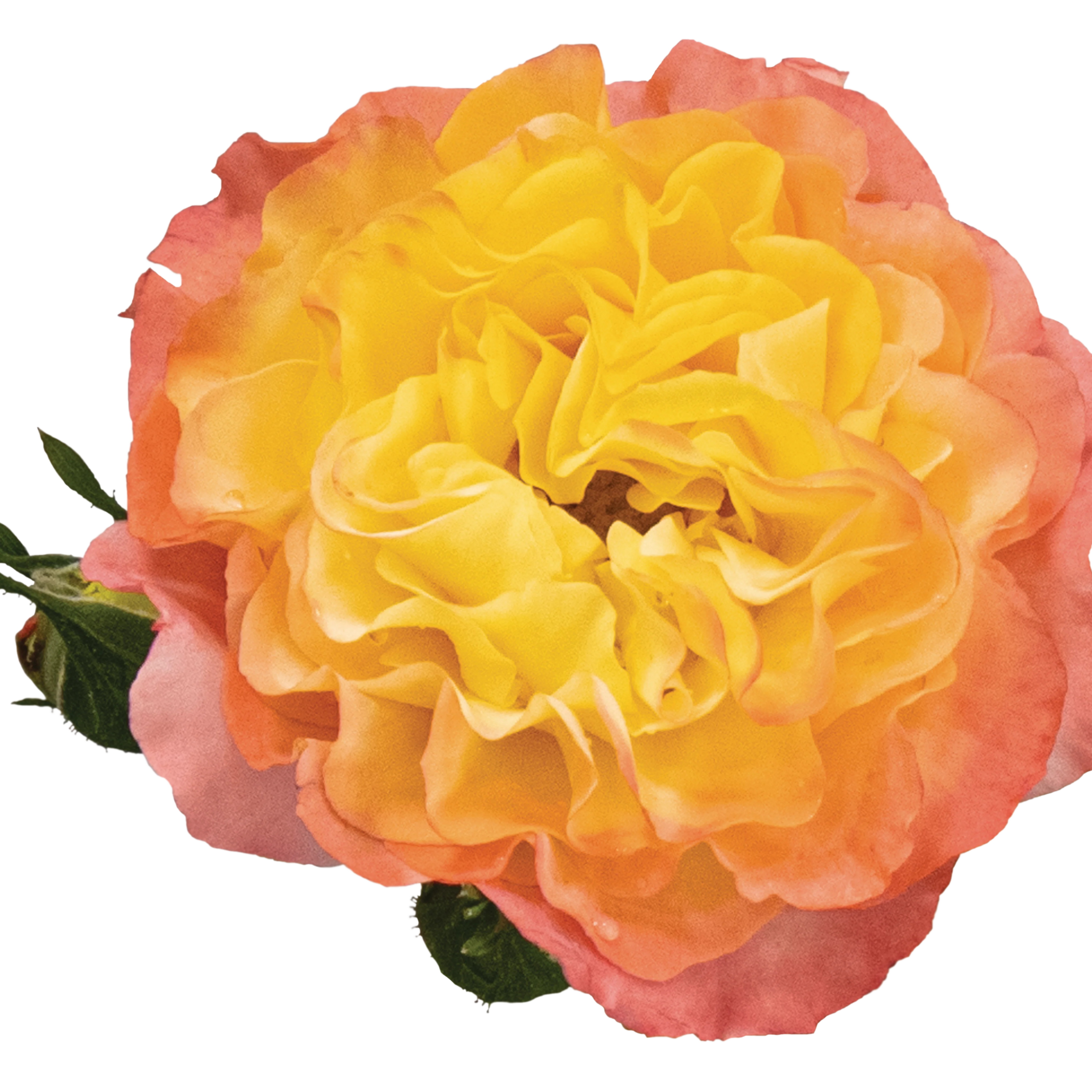 Oso Easy En Fuego® Rose - Image 8