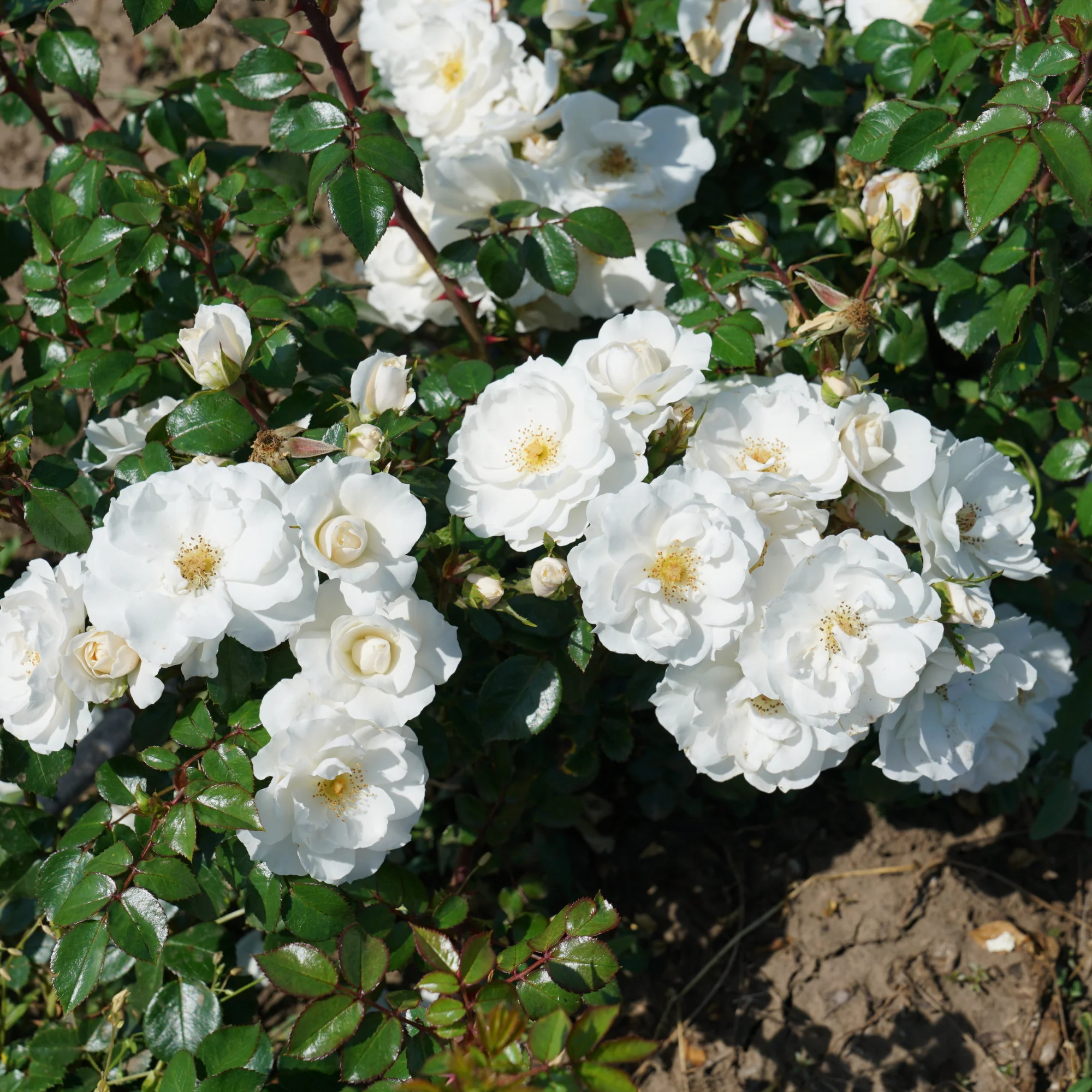 Oso Easy Ice Bay® Rose - Image 3