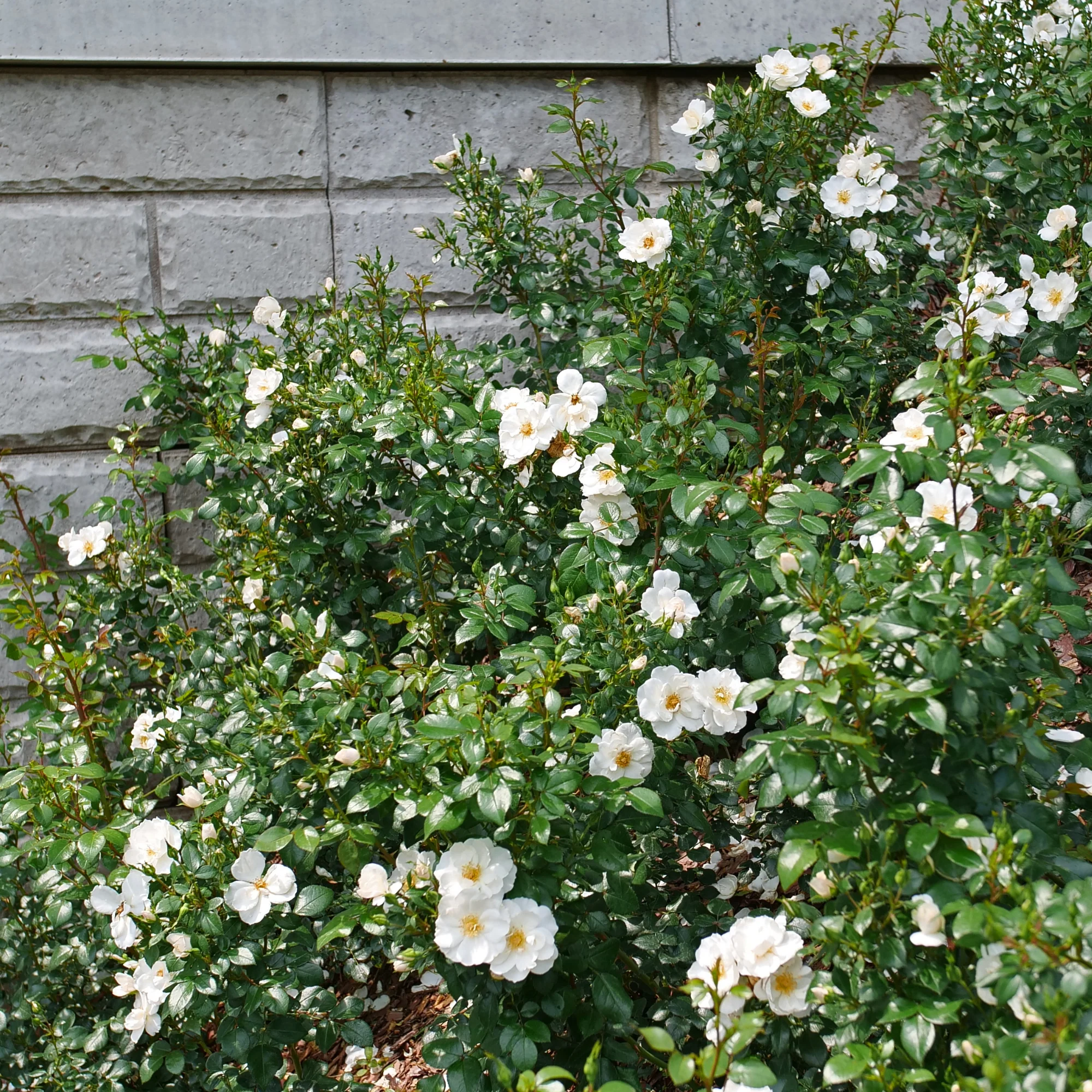 Oso Easy Ice Bay® Rose - Image 5