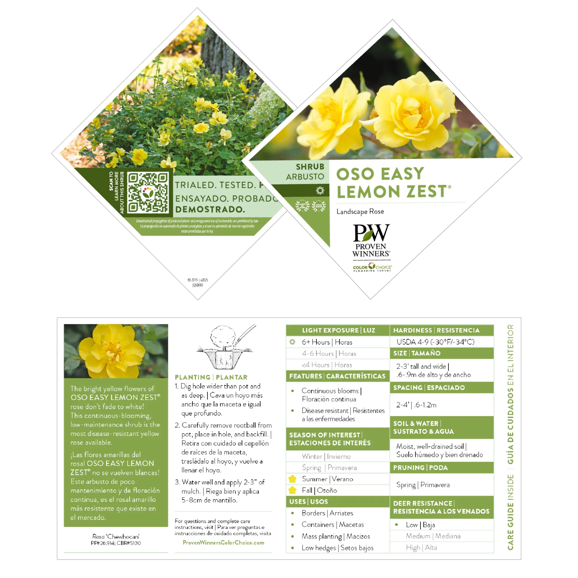 Oso Easy Lemon Zest® Rose - Image 8