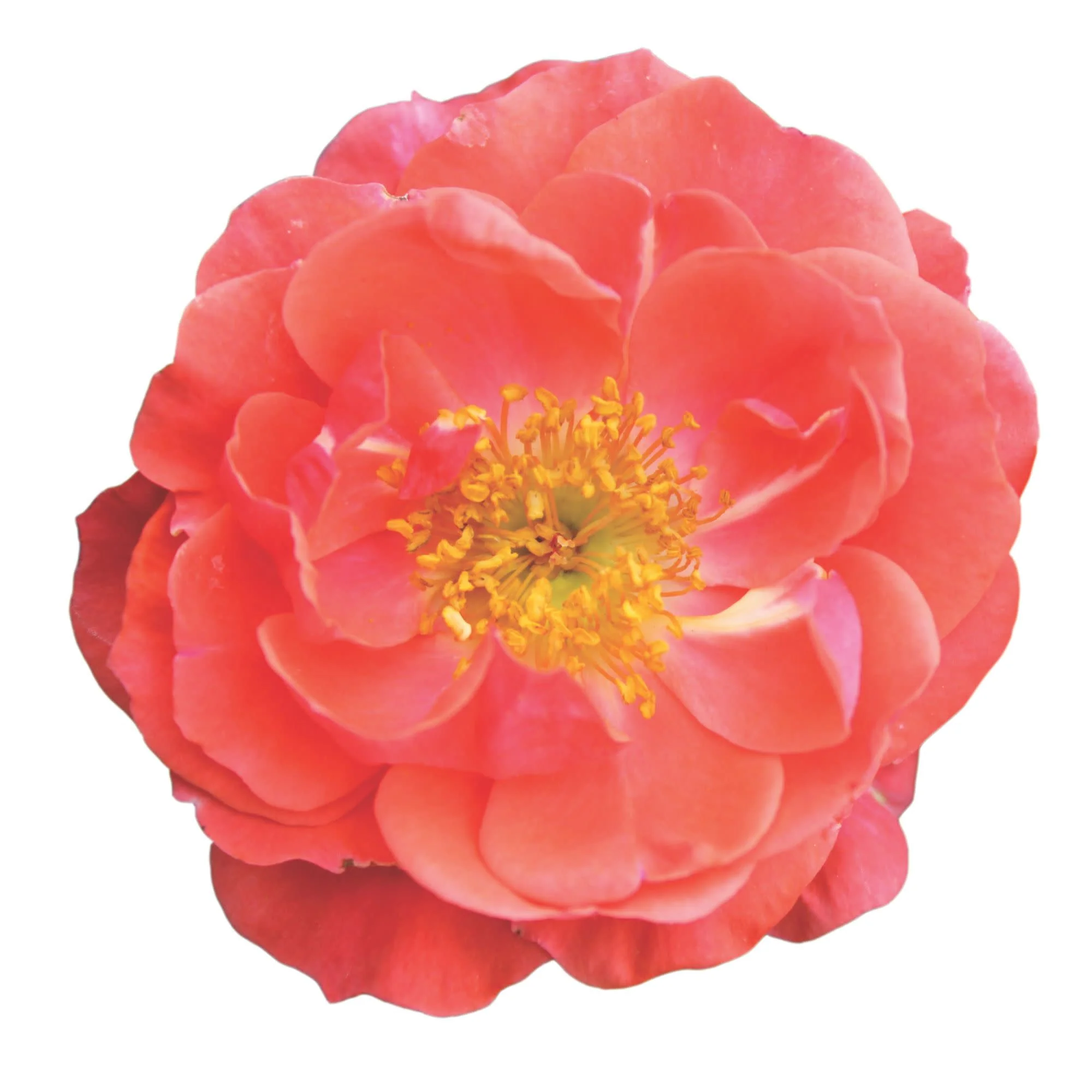 Oso Easy® Mango Salsa Rose - Image 10
