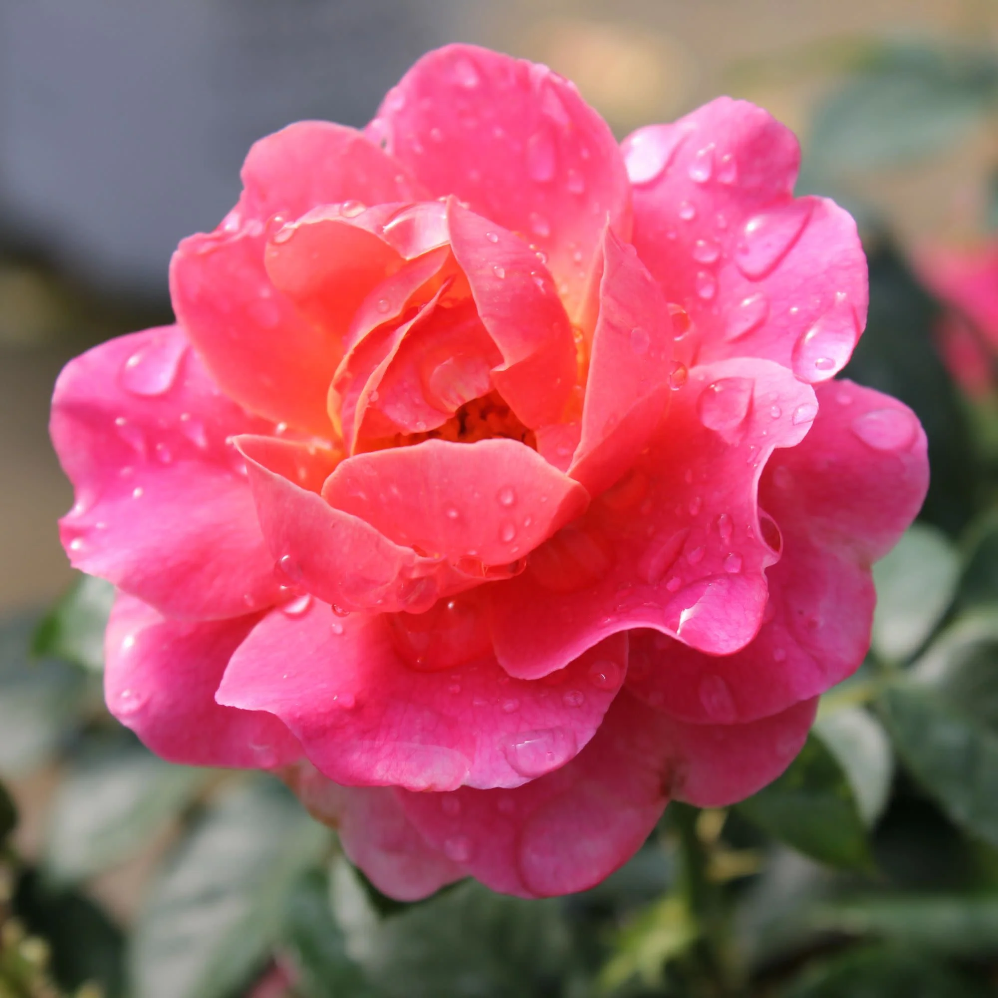 Oso Easy® Mango Salsa Rose - Image 3