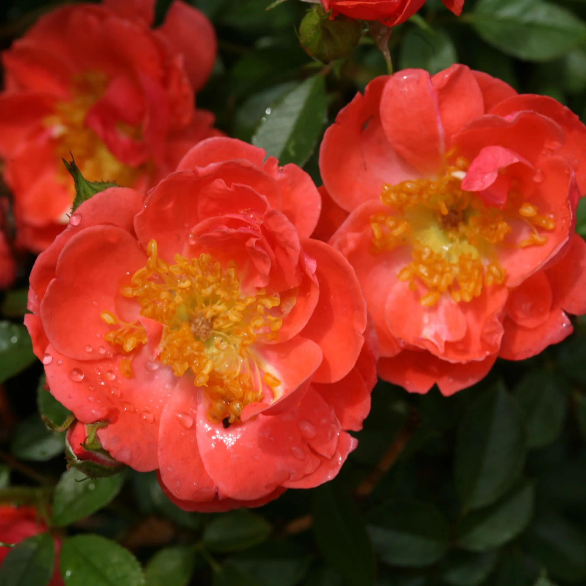 Oso Easy® Mango Salsa Rose - Image 7