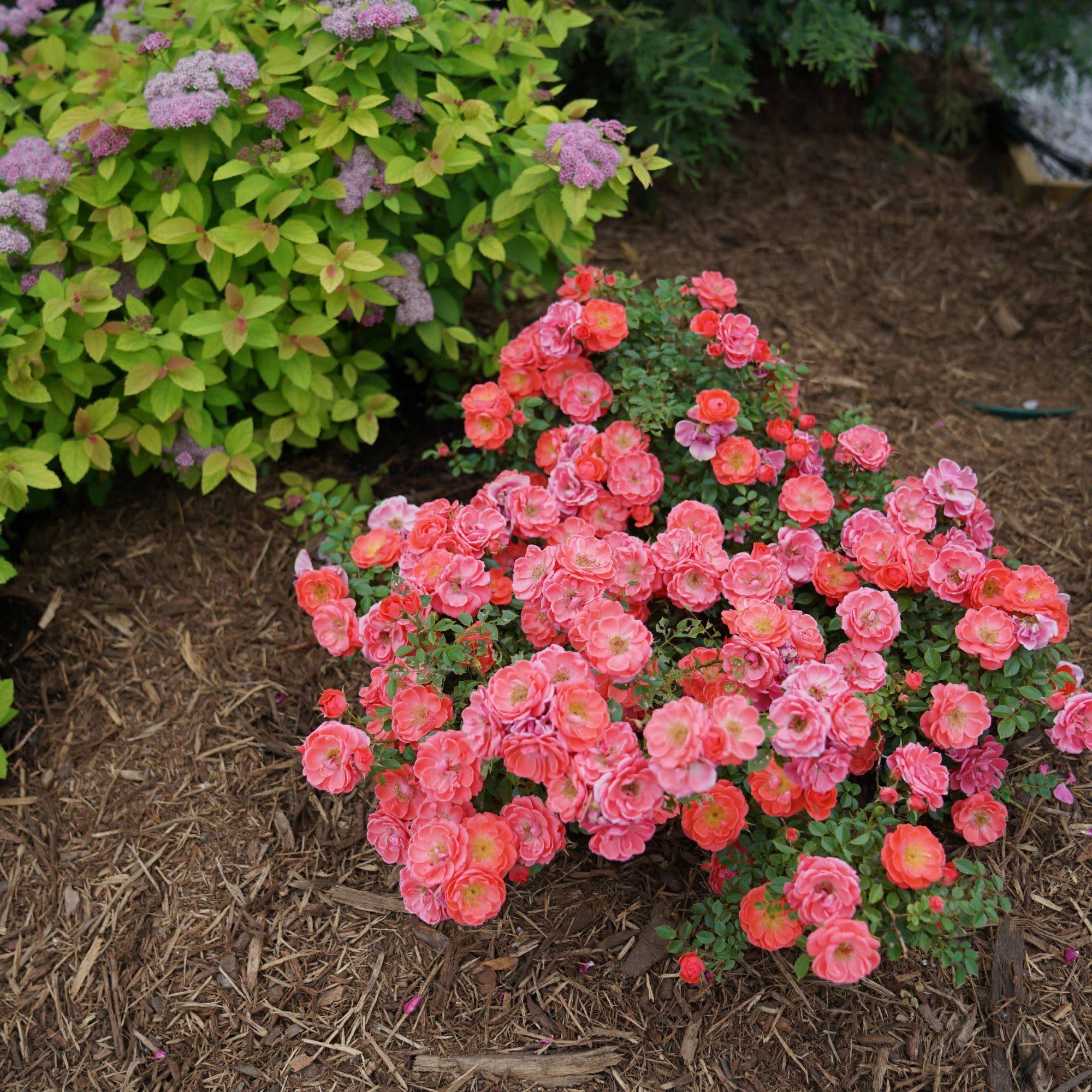 Oso Easy® Mango Salsa Rose - Image 8