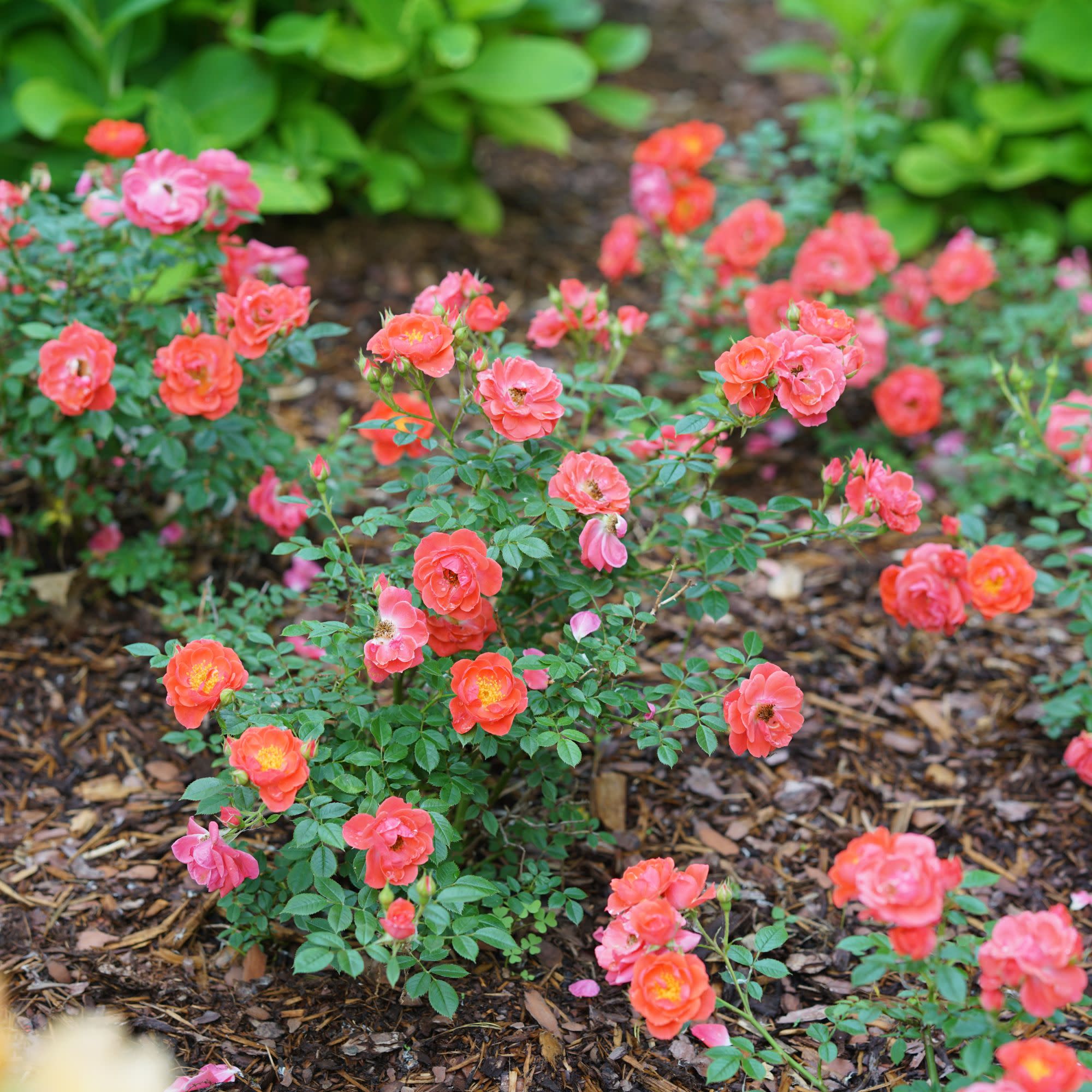 Oso Easy® Mango Salsa Rose - Image 9