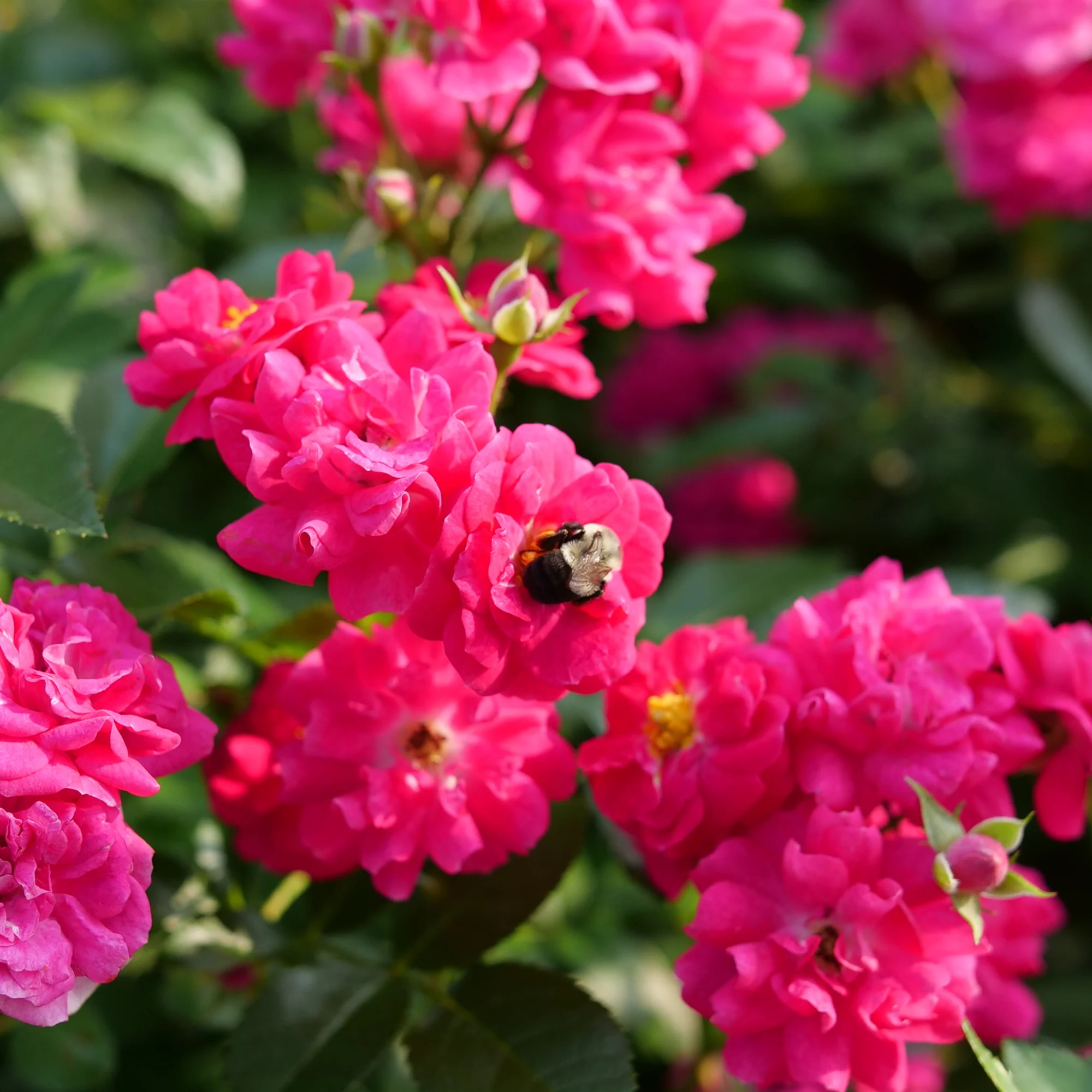 Oso Easy Peasy® Rose - Image 4
