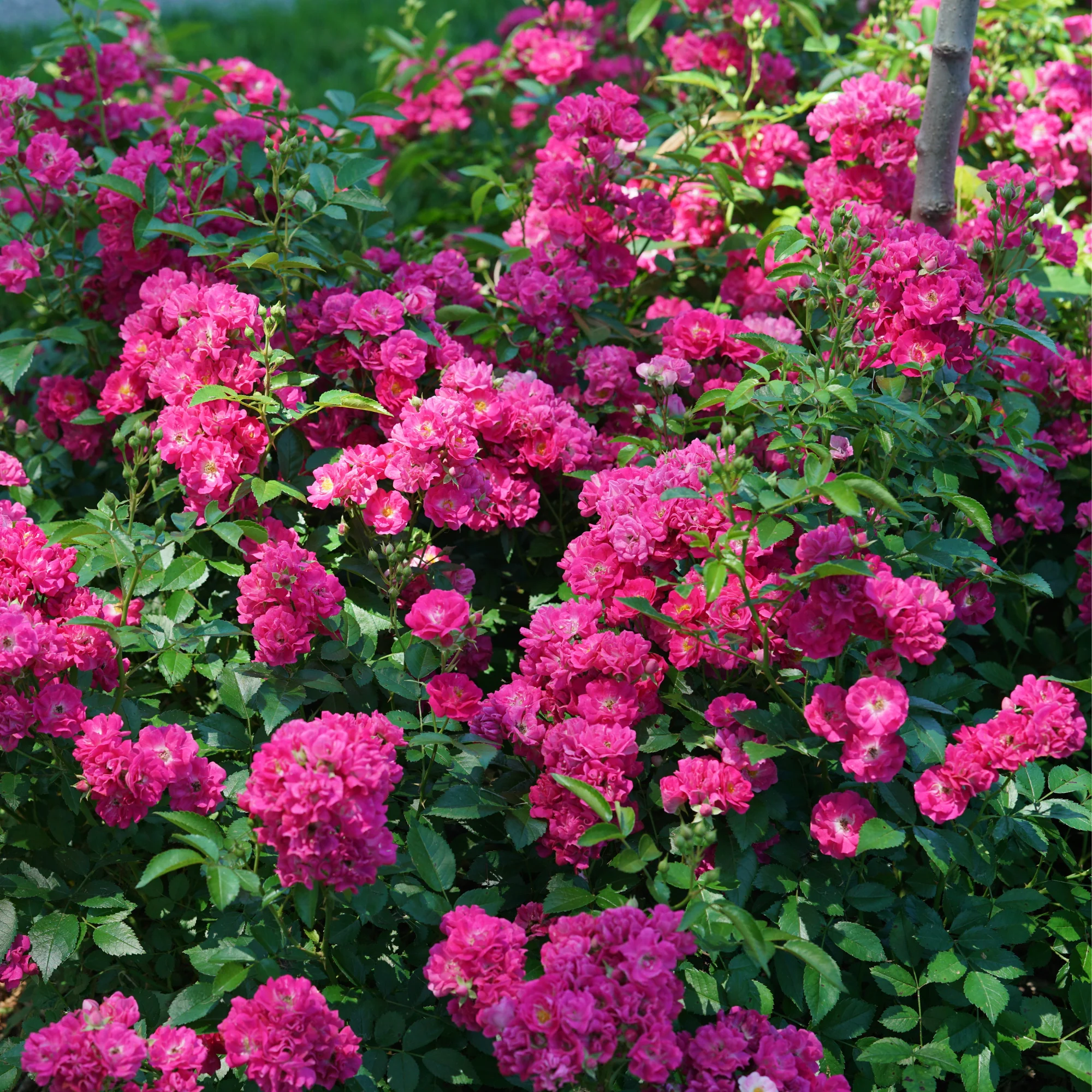 Oso Easy Peasy® Rose - Image 5