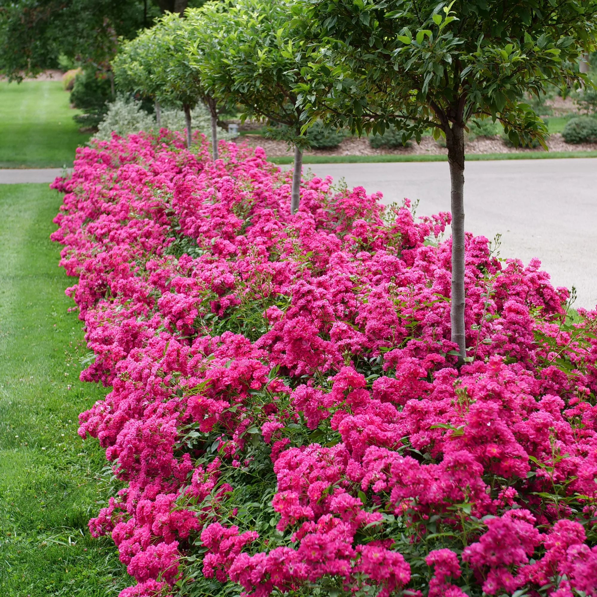Oso Easy Peasy® Rose - Image 6