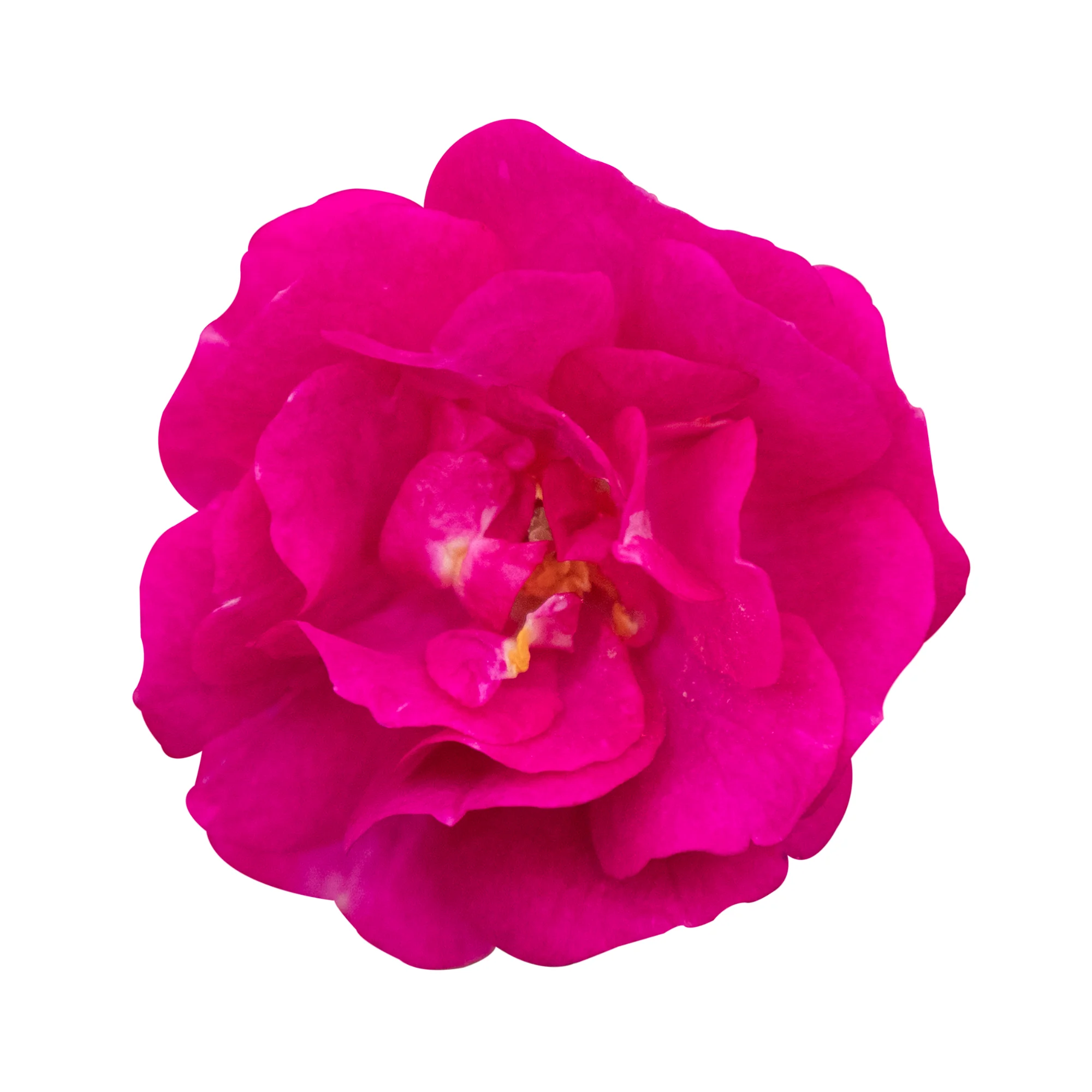 Oso Easy Peasy® Rose - Image 7