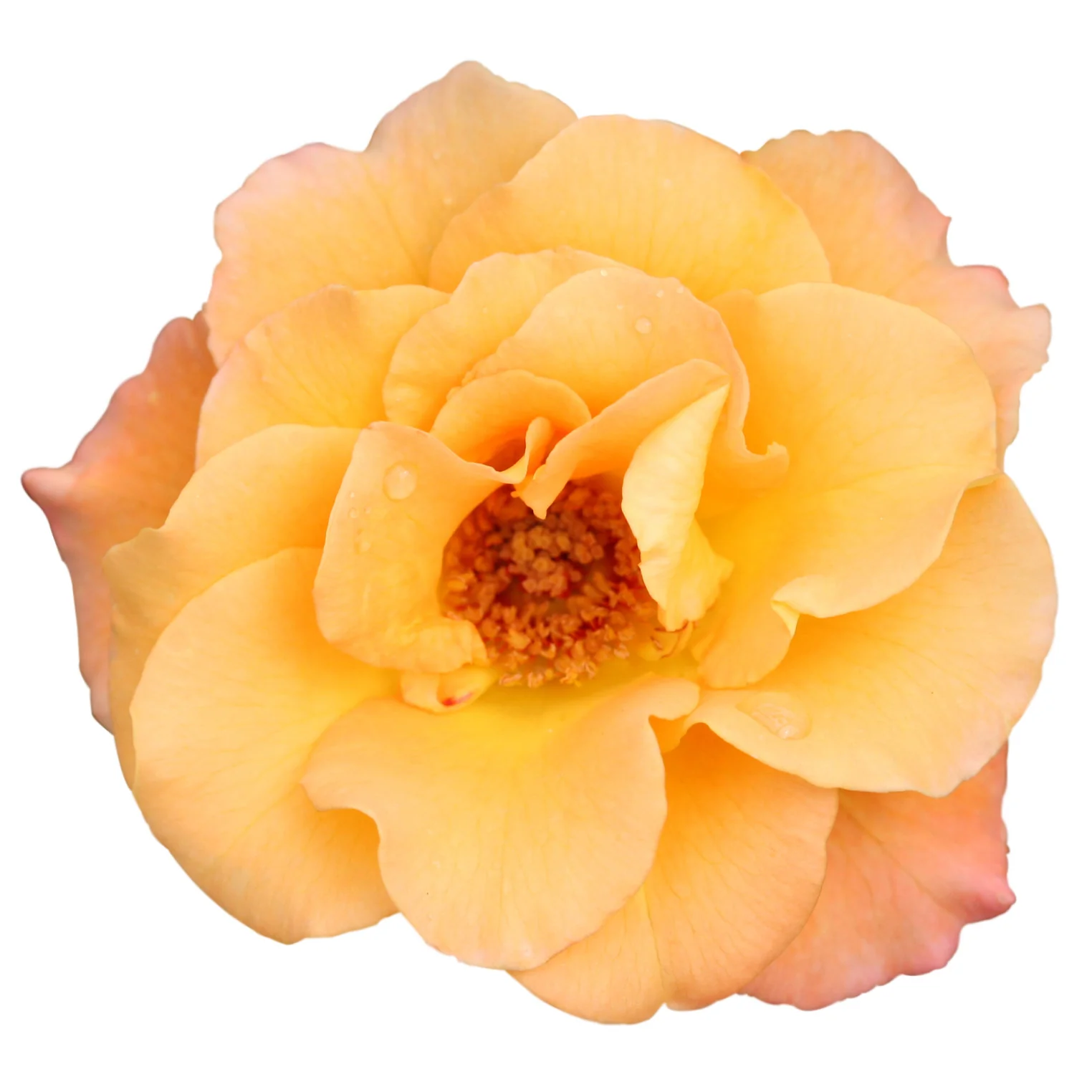 Oso Easy® Suñorita® Rose - Image 5