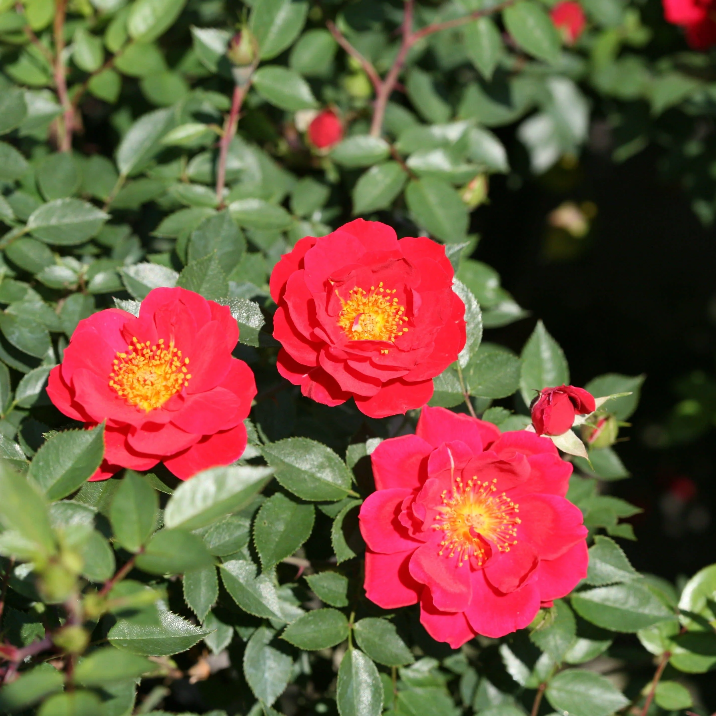 Oso Easy® Urban Legend® Rose
