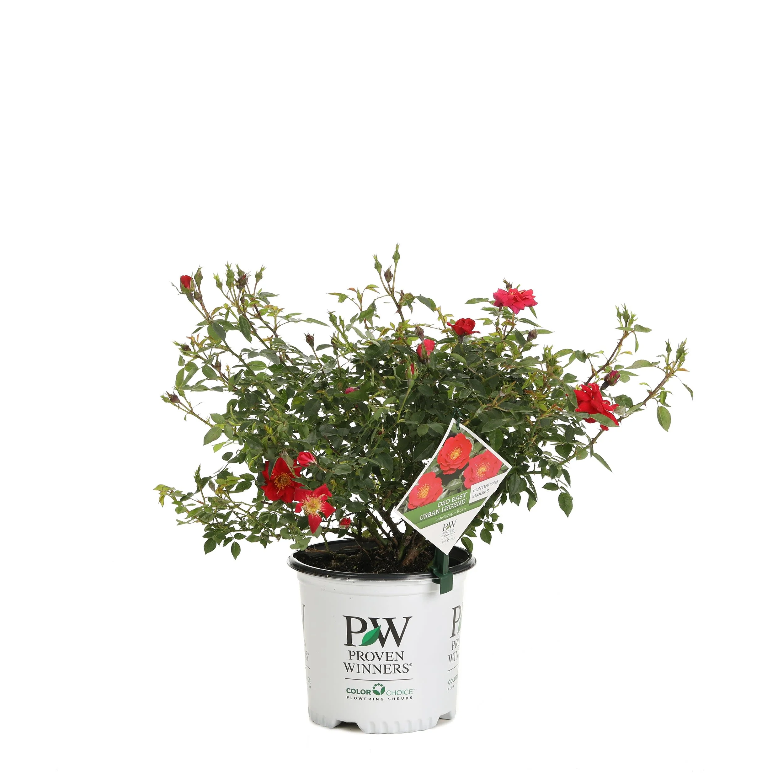 Oso Easy® Urban Legend® Rose - Image 3