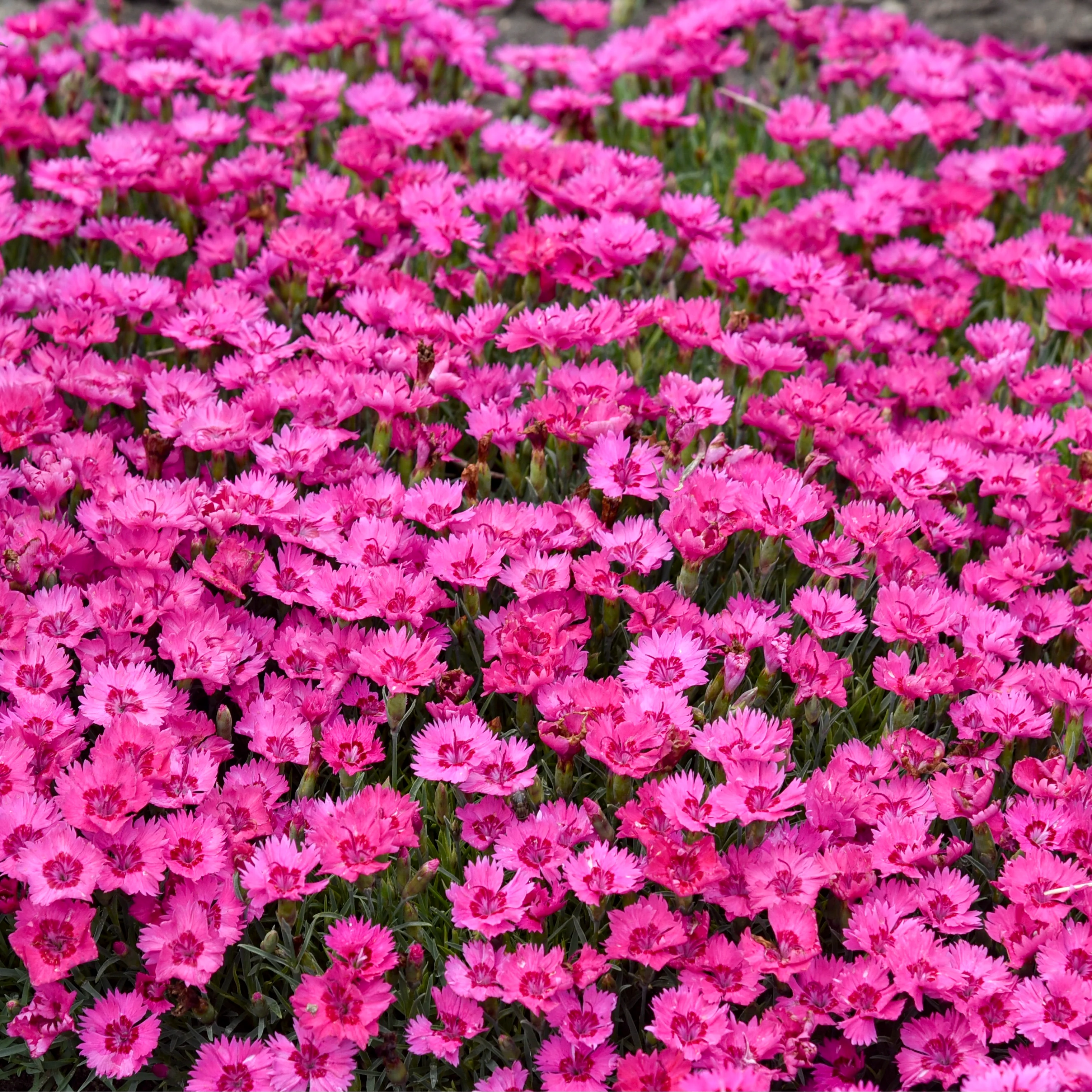 'Paint the Town Fancy' Pinks (Dianthus hybrid) - Image 2