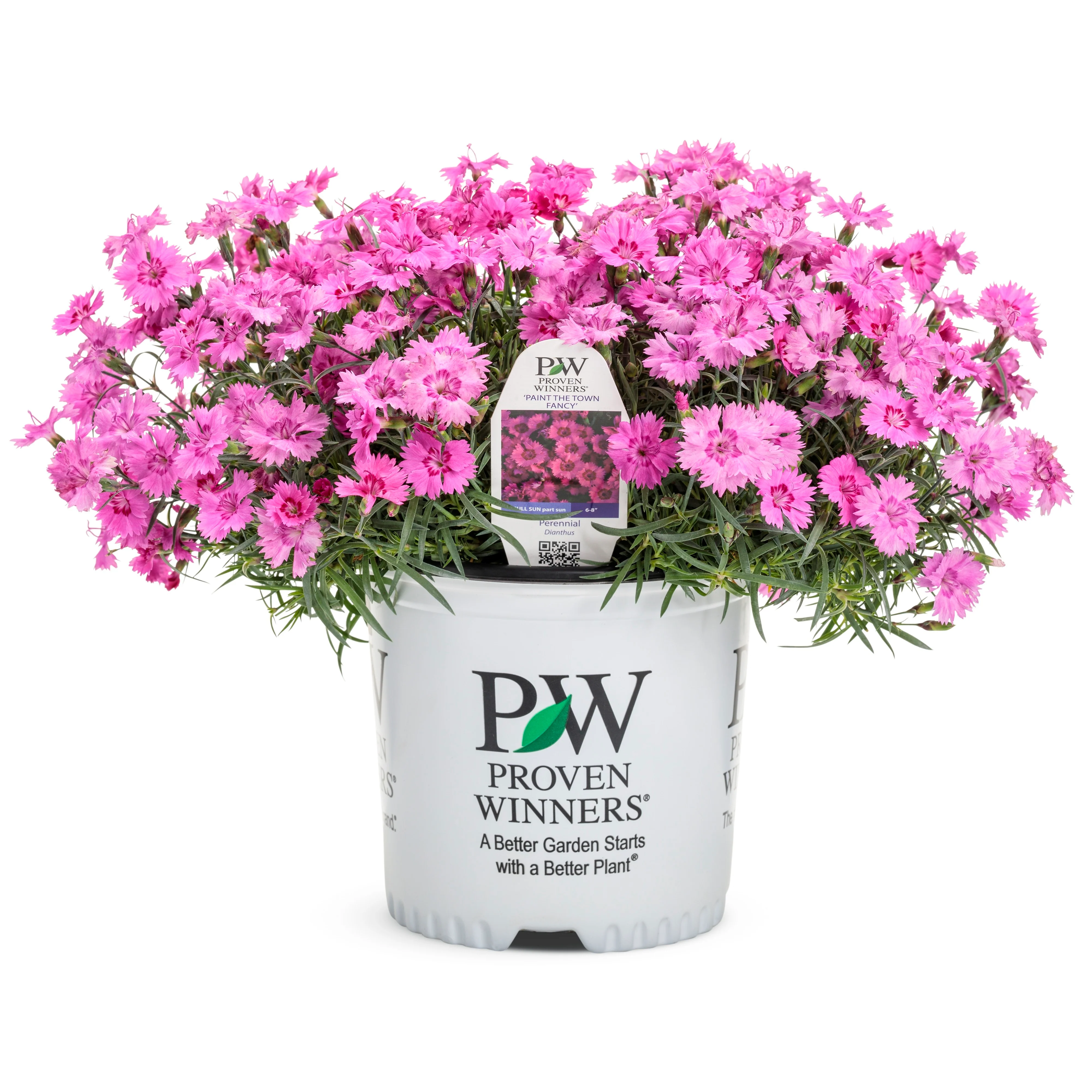 'Paint the Town Fancy' Pinks (Dianthus hybrid) - Image 3