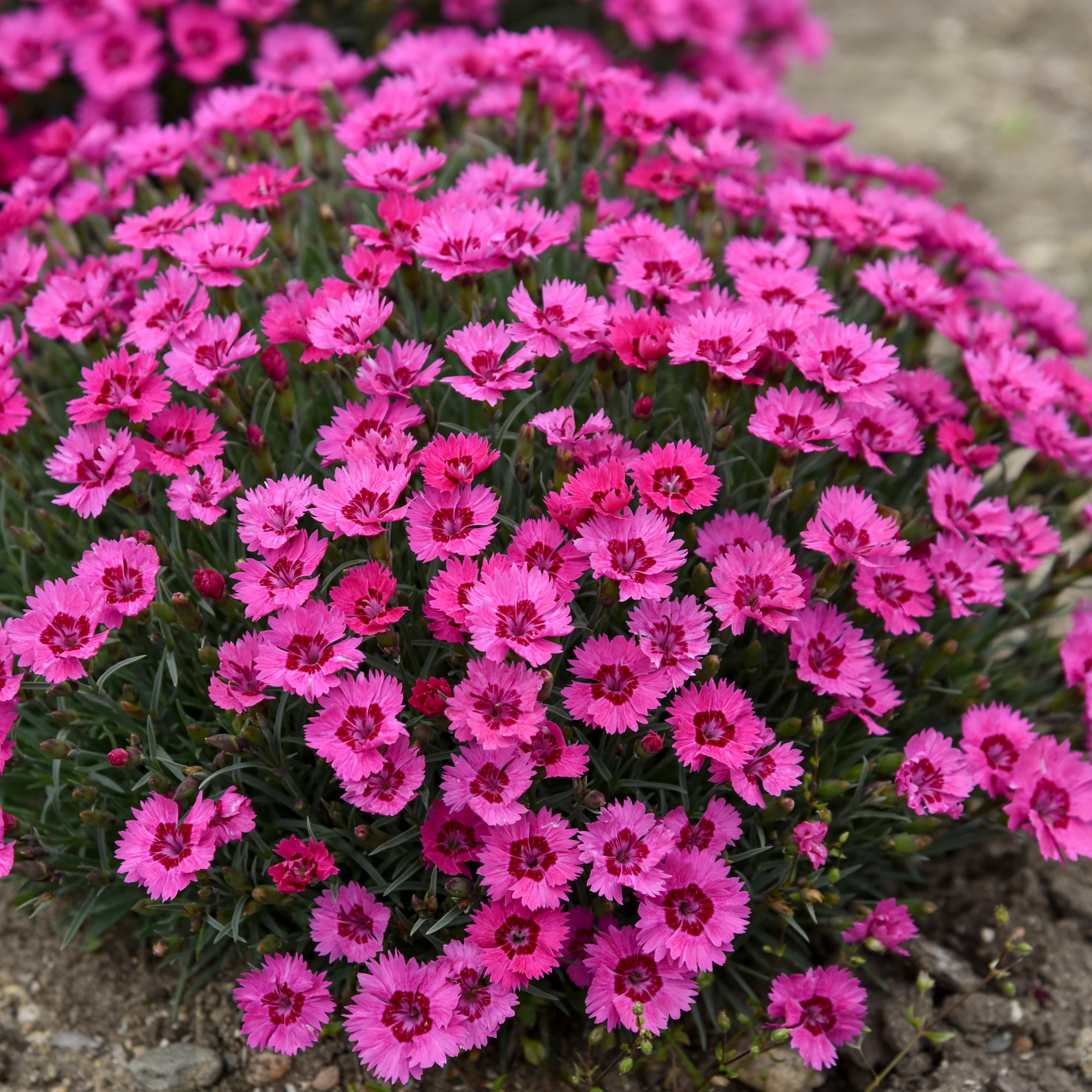 'Paint the Town Fancy' Pinks (Dianthus hybrid) - Image 5