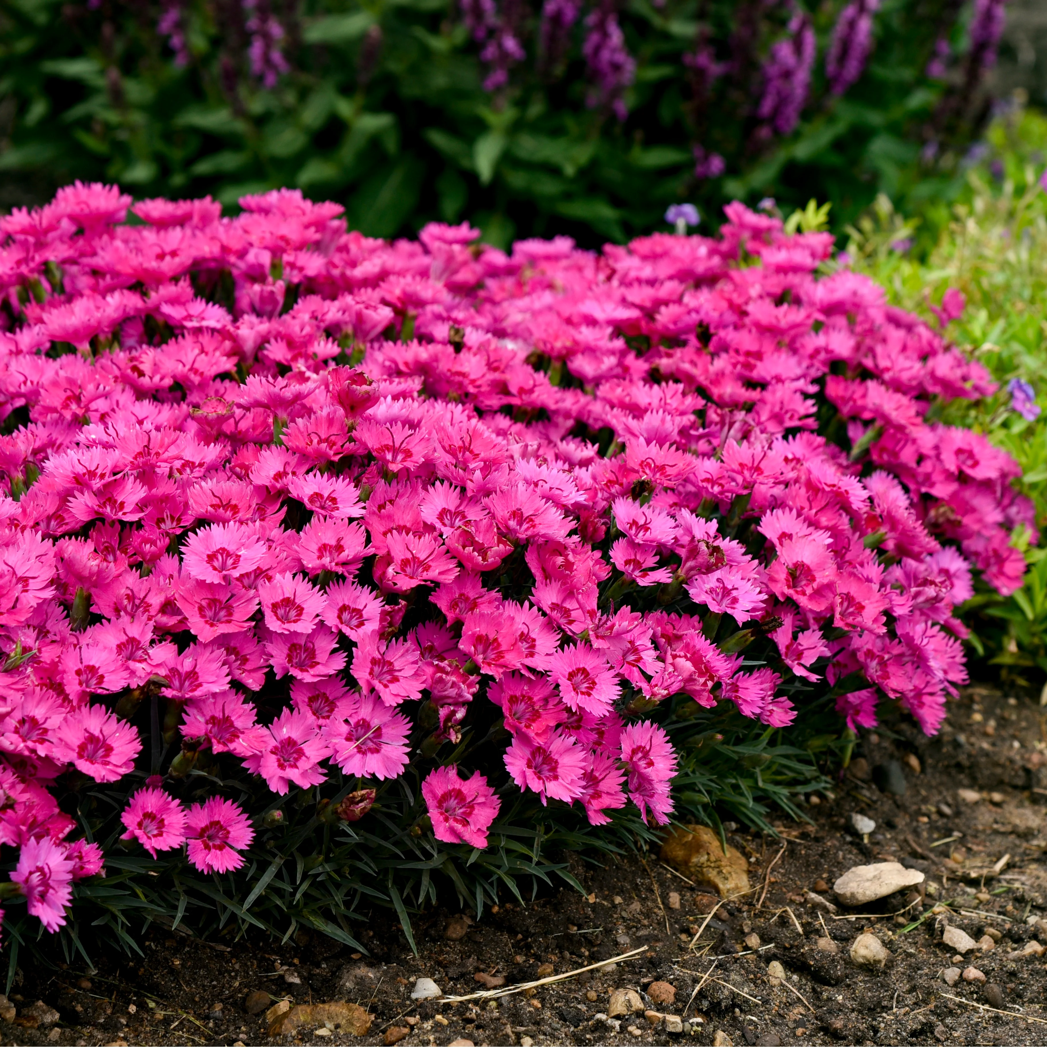 'Paint the Town Fancy' Pinks (Dianthus hybrid) - Image 6