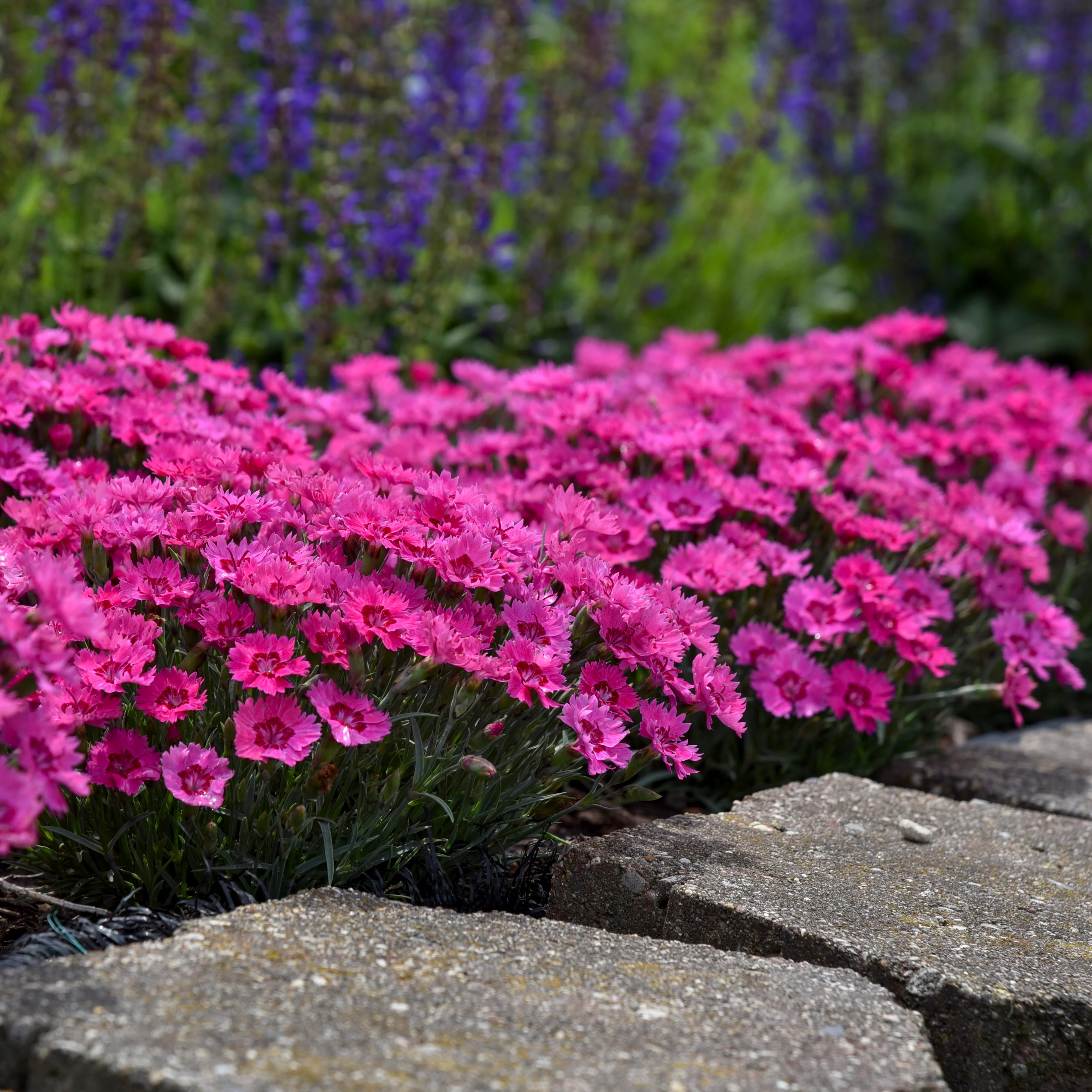 'Paint the Town Fancy' Pinks (Dianthus hybrid) - Image 7