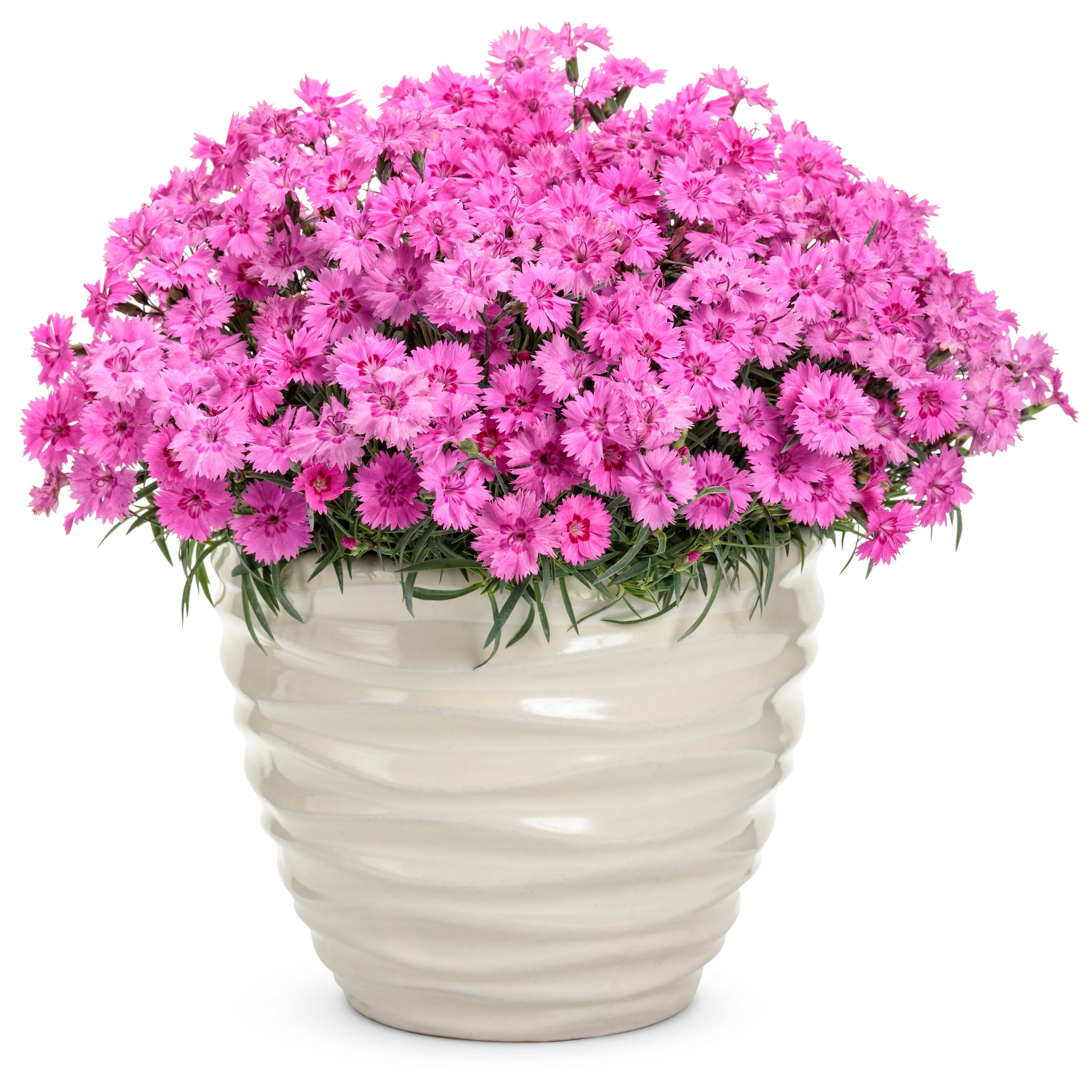 'Paint the Town Fancy' Pinks (Dianthus hybrid) - Image 8