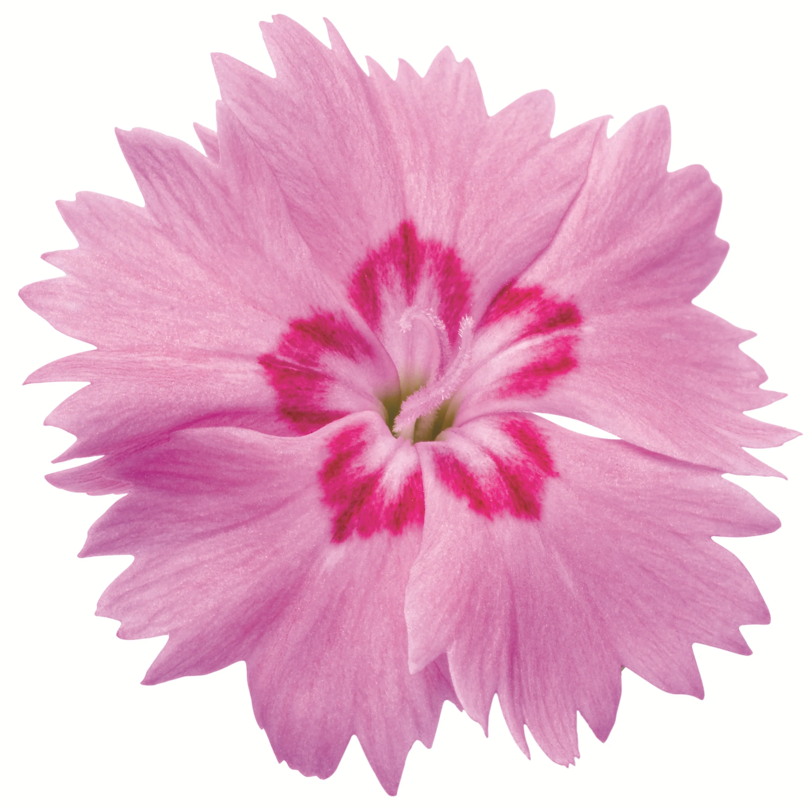 'Paint the Town Fancy' Pinks (Dianthus hybrid) - Image 9