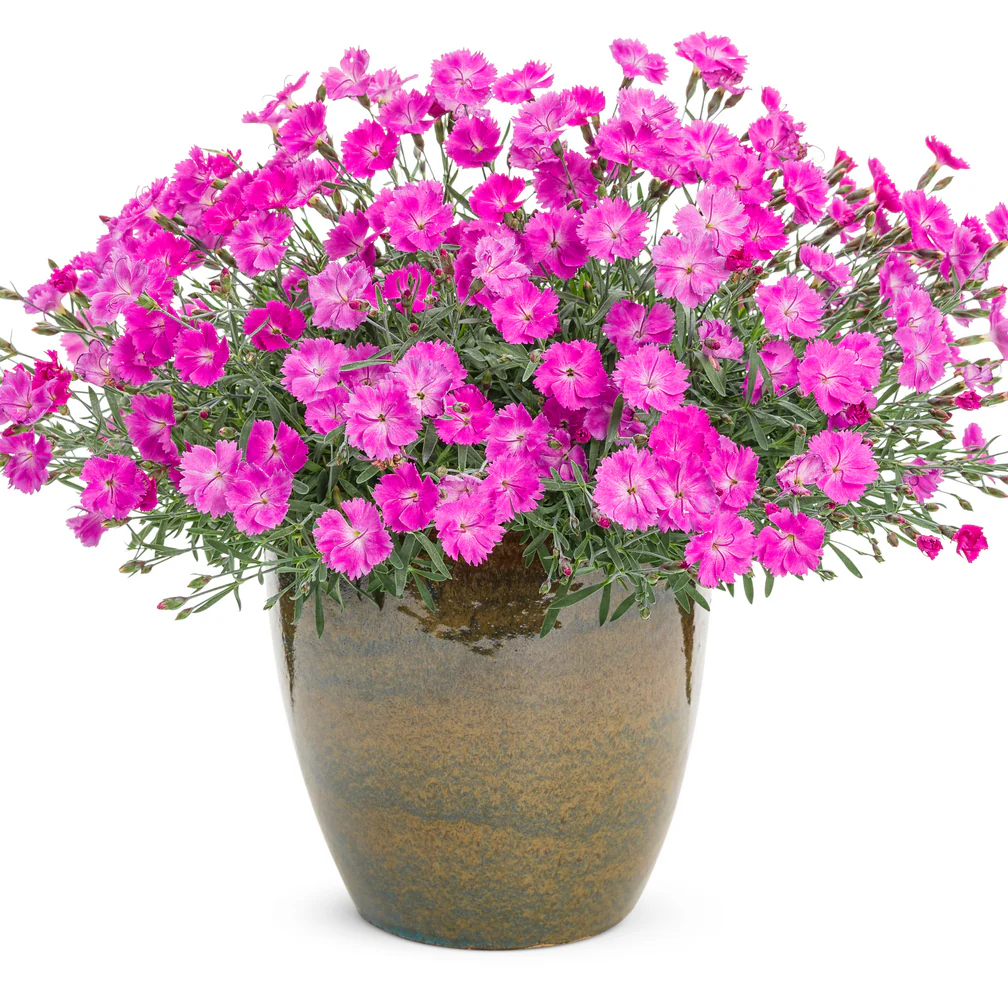 'Paint the Town Fuchsia' Pinks (Dianthus hybrid) - Image 4