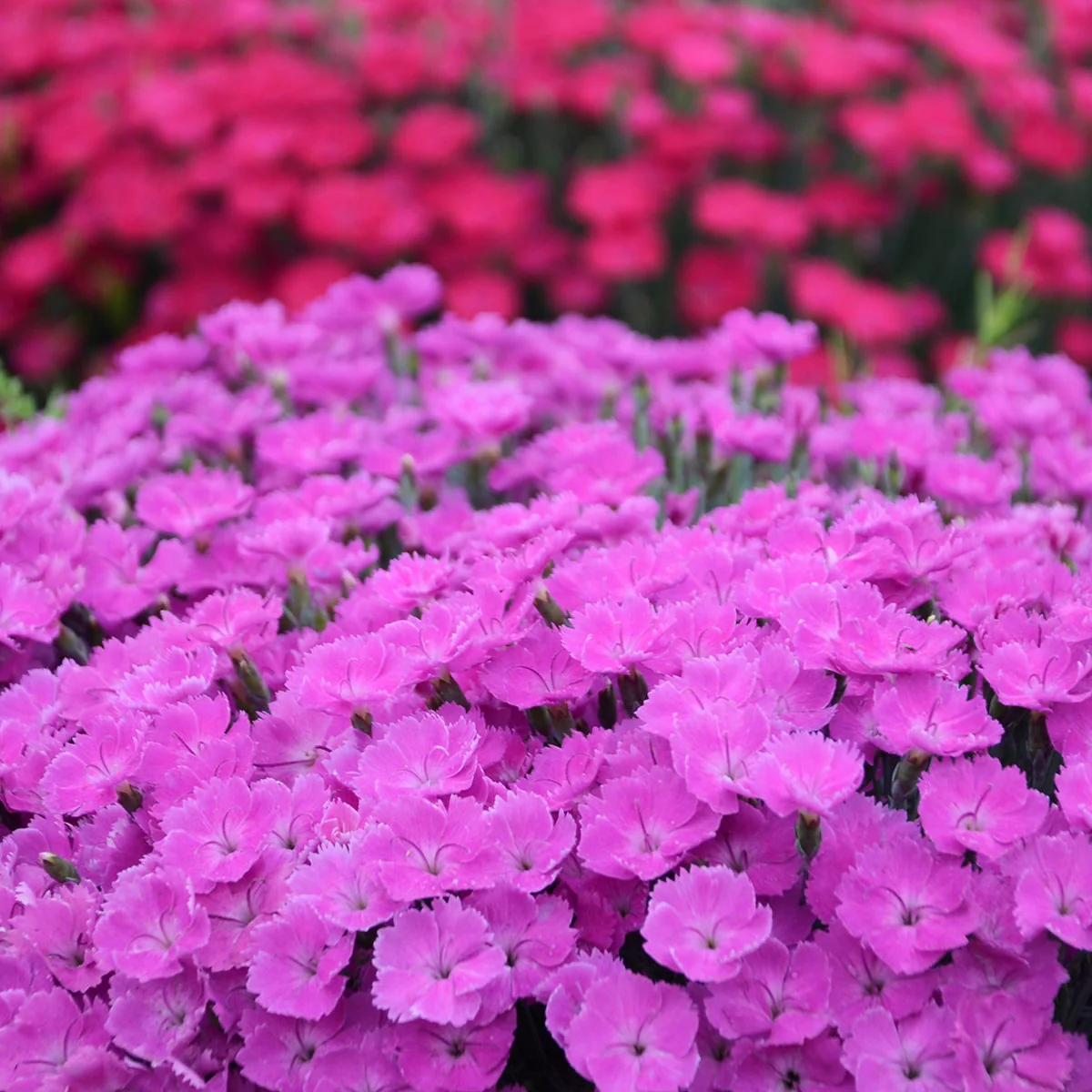 'Paint the Town Fuchsia' Pinks (Dianthus hybrid) - Image 5