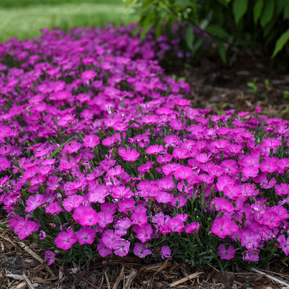 'Paint the Town Fuchsia' Pinks (Dianthus hybrid) - Image 7