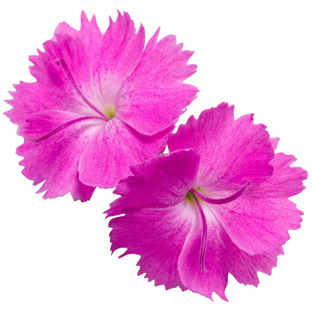 'Paint the Town Fuchsia' Pinks (Dianthus hybrid) - Image 8
