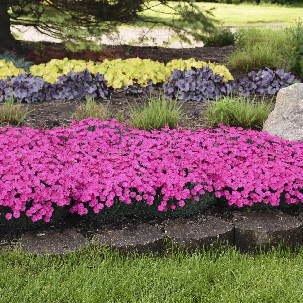 'Paint the Town Magenta' Pinks (Dianthus hybrid) - Image 11