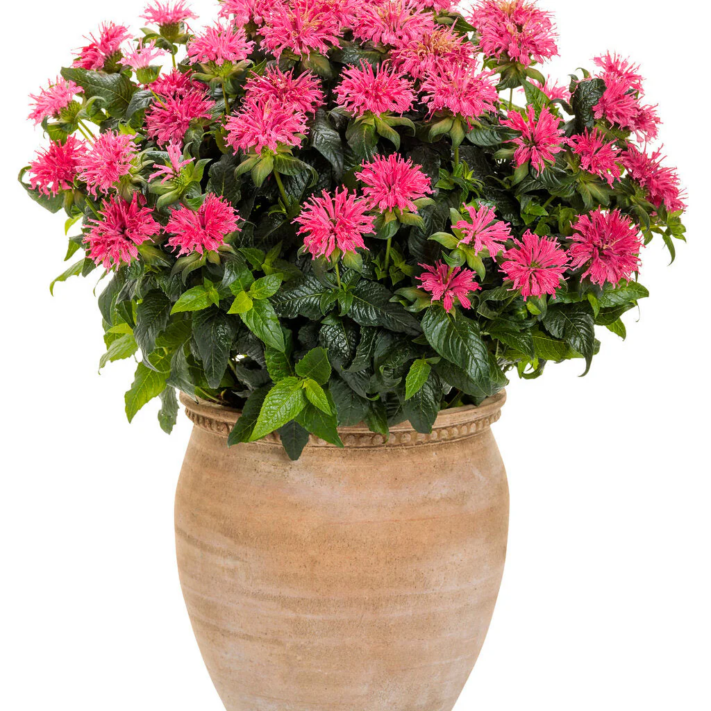 'Pardon My Rose' Bee Balm (Monarda didyma) - Image 3