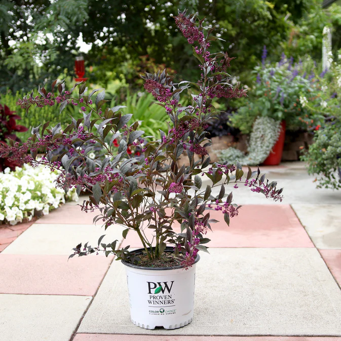 Pearl Glam® Beautyberry (Callicarpa x) - Image 10