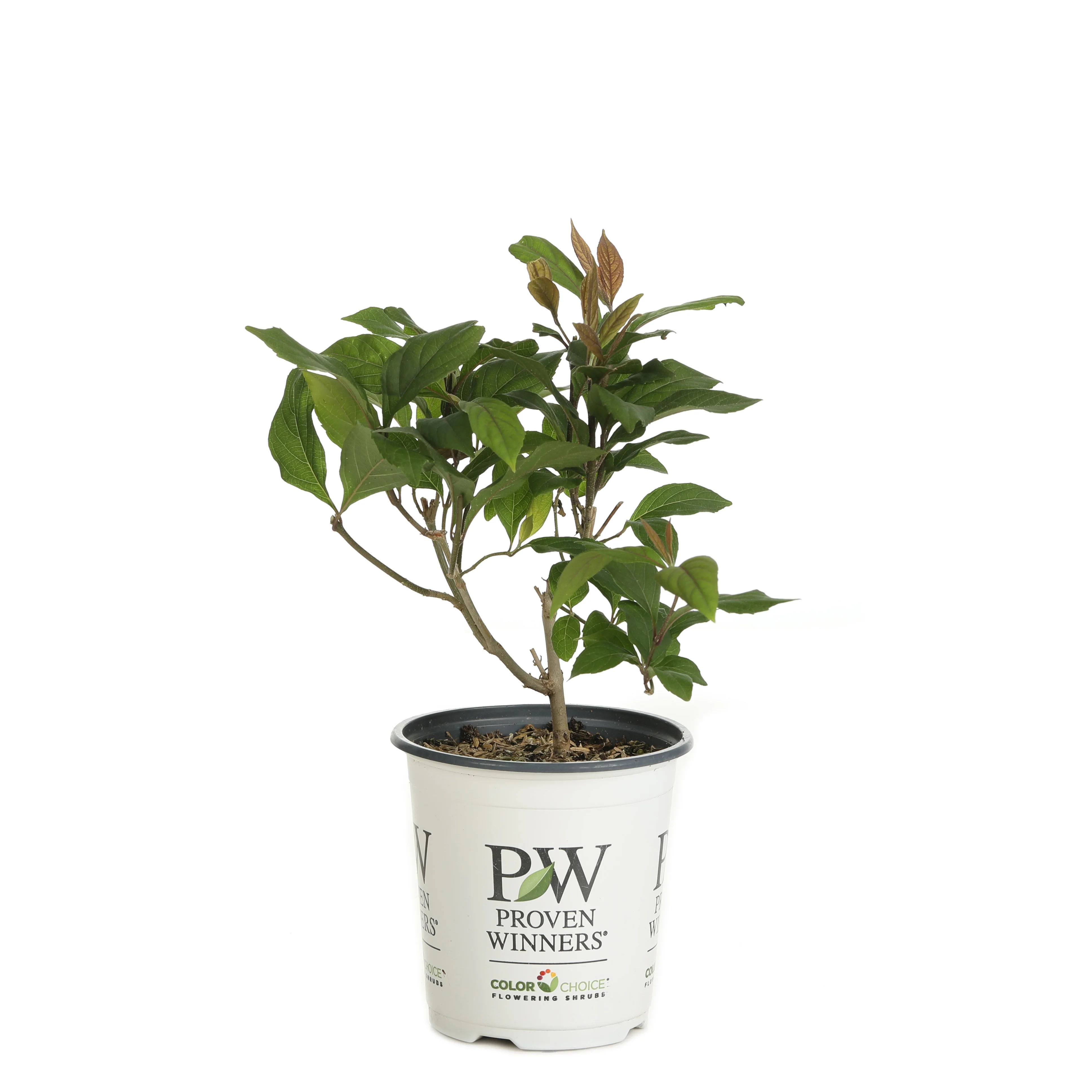 Pearl Glam® Beautyberry (Callicarpa x) - Image 5