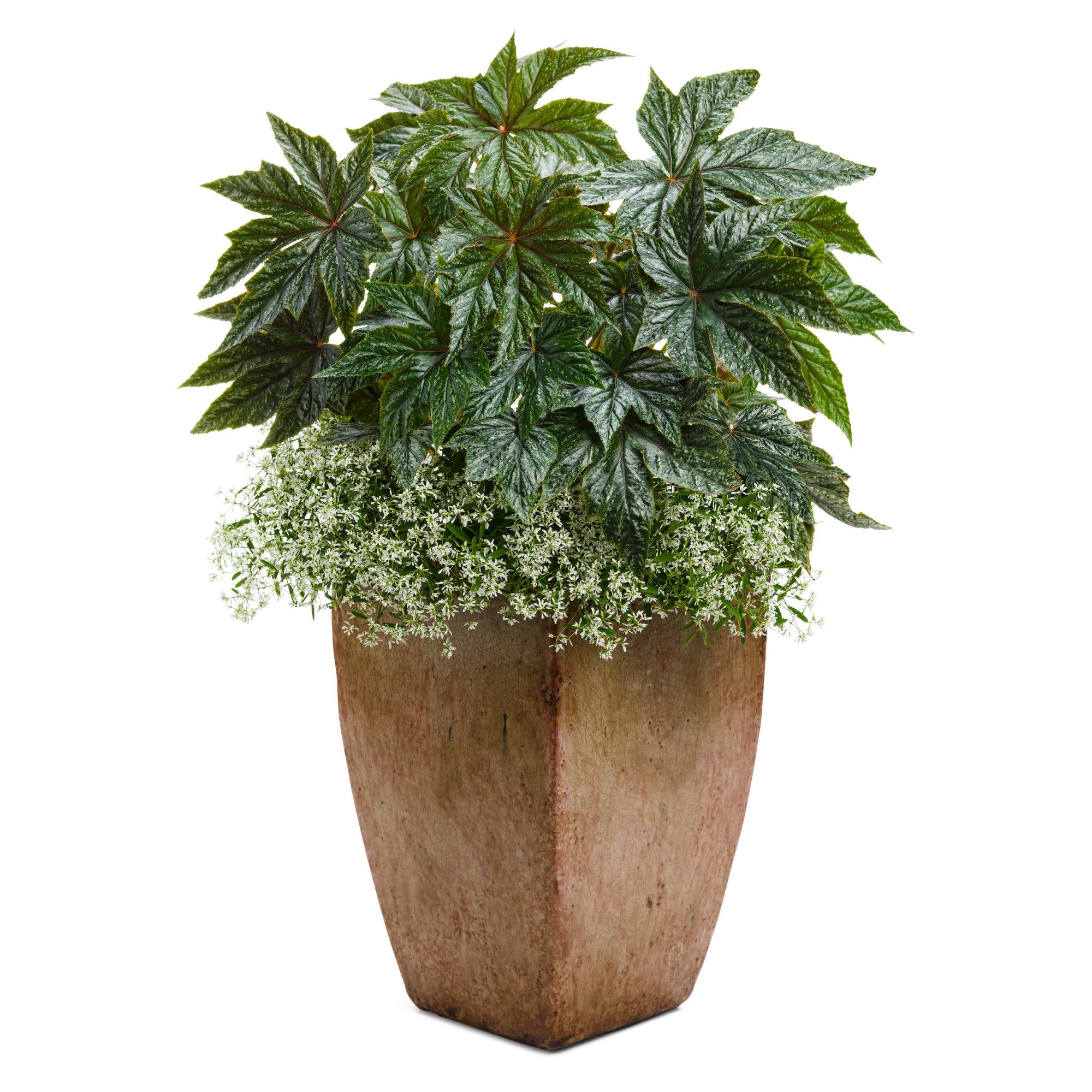 Pegasus® Begonia - Image 10