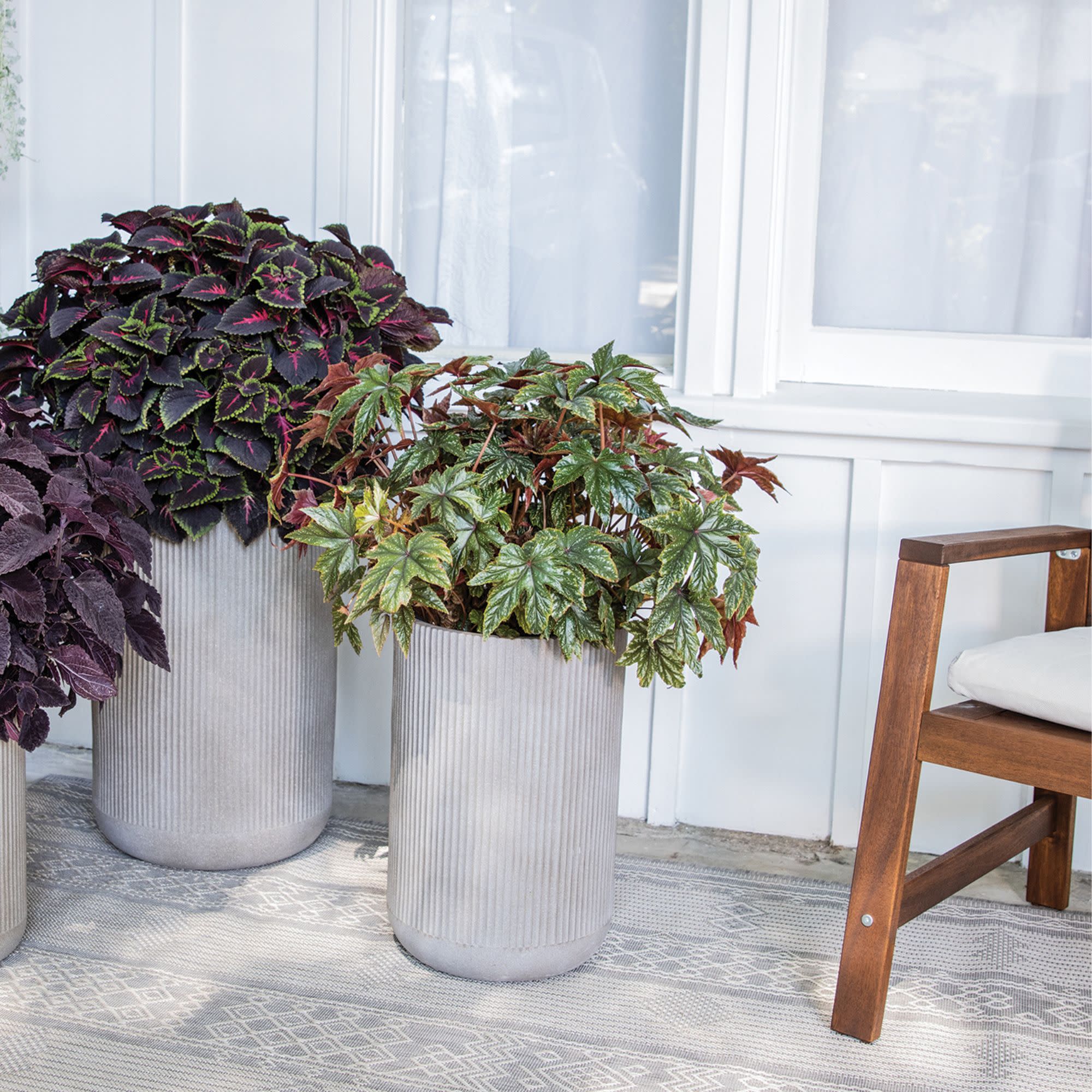 Pegasus® Begonia - Image 11