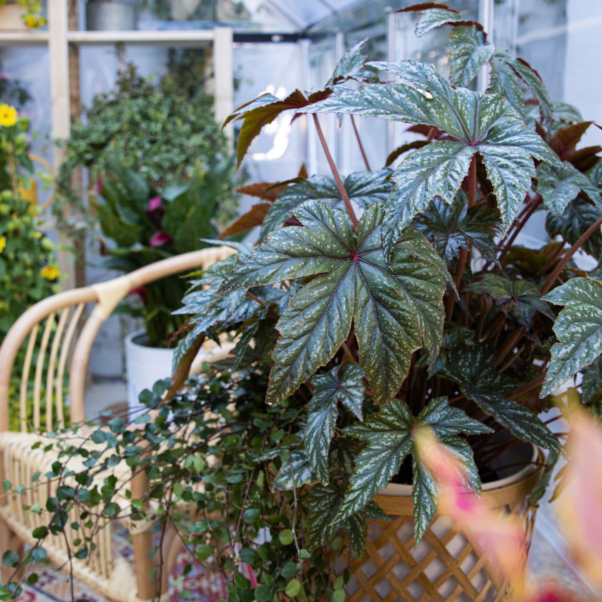 Pegasus® Begonia - Image 12