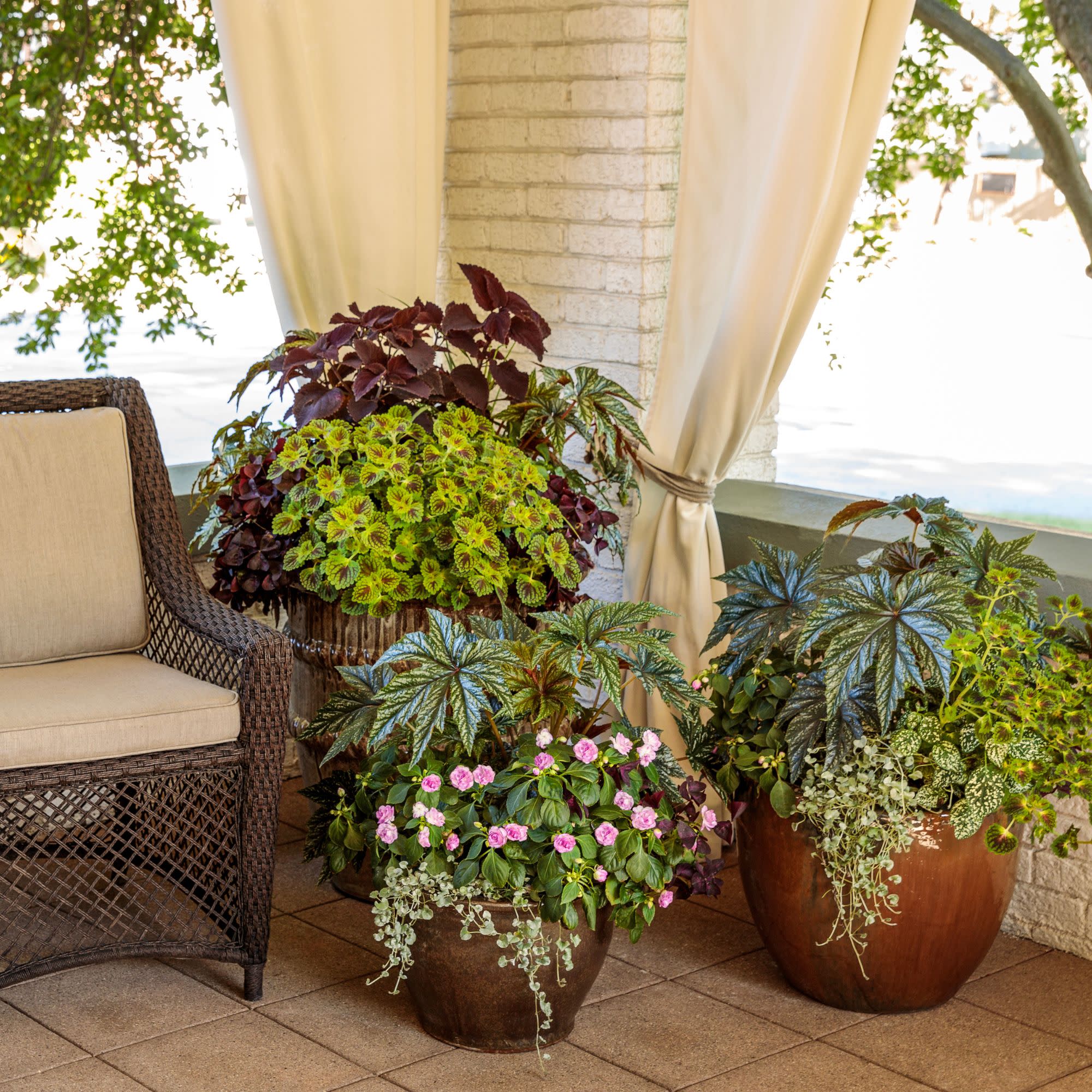 Pegasus® Begonia - Image 13