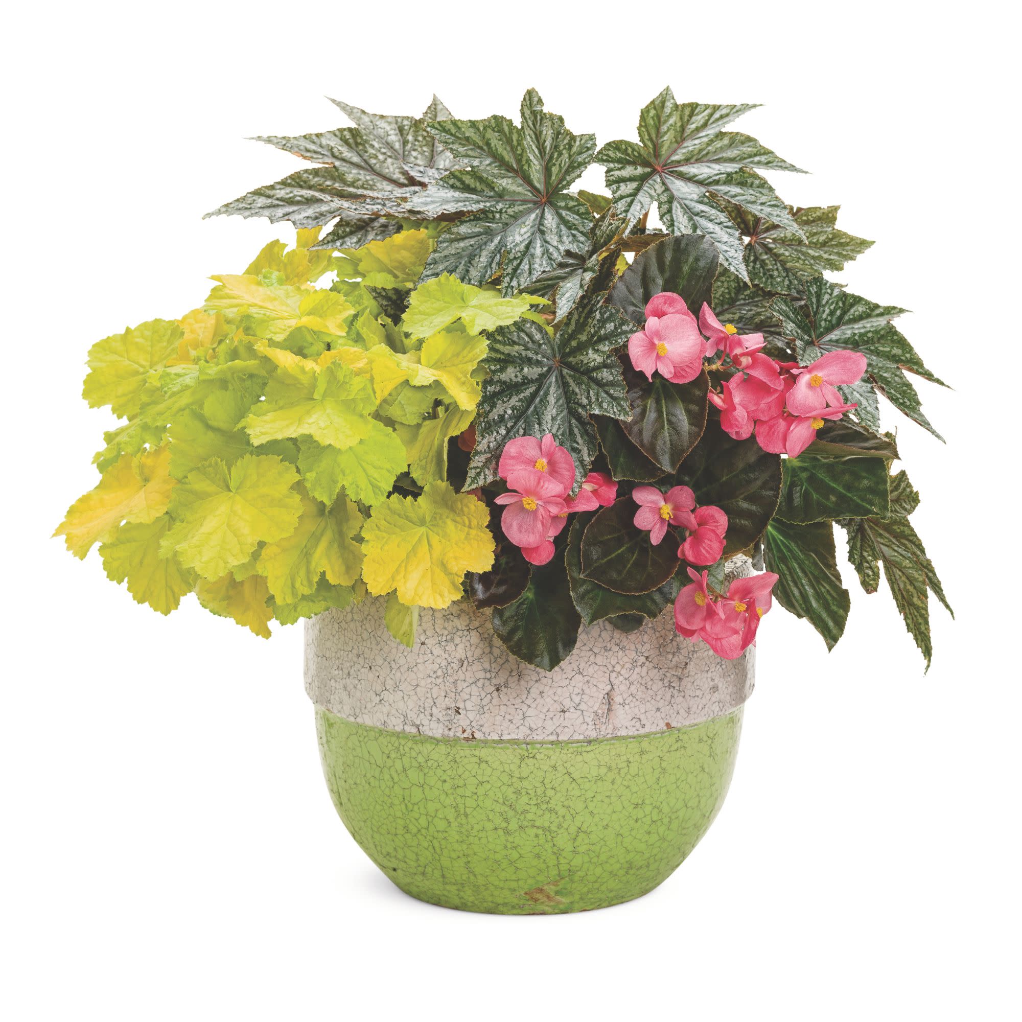 Pegasus® Begonia - Image 14