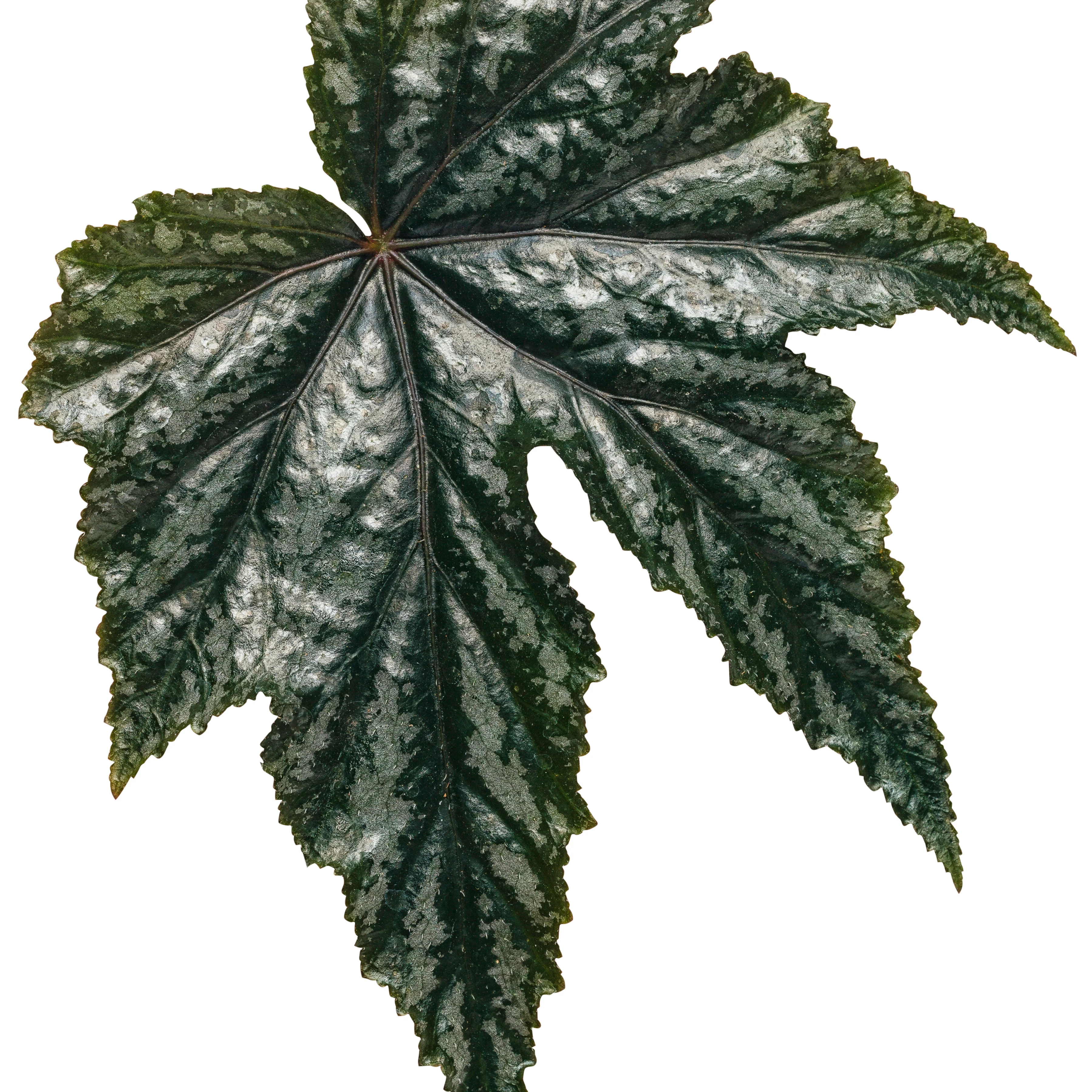 Pegasus® Begonia - Image 15