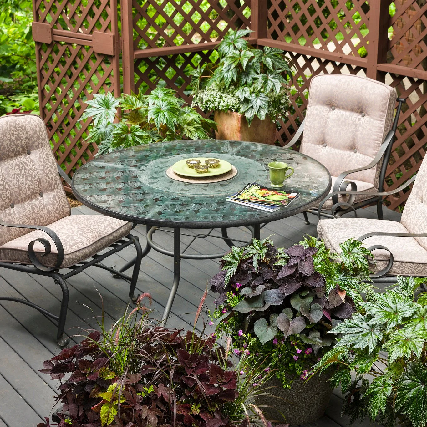 Pegasus® Begonia - Image 4