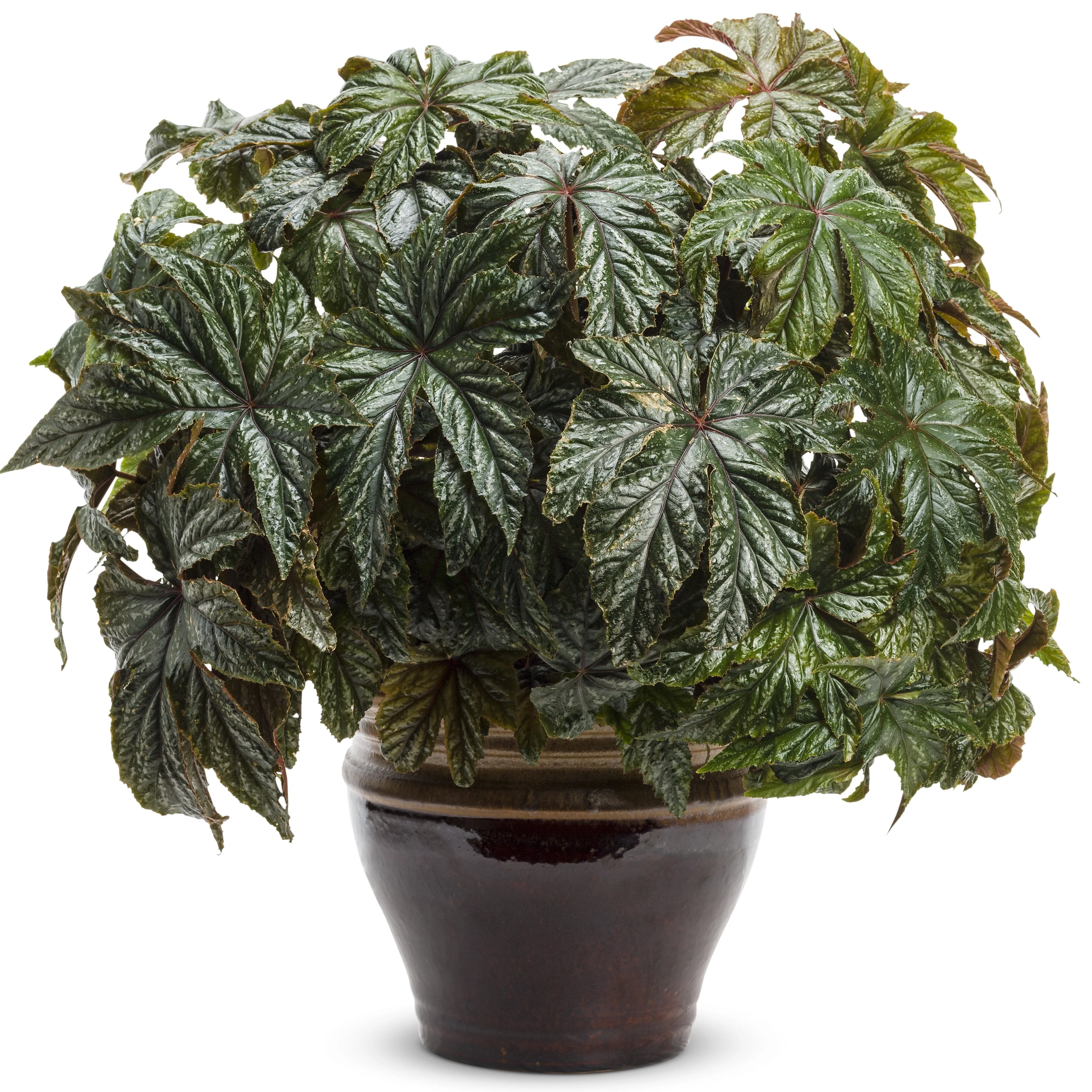 Pegasus® Begonia - Image 6