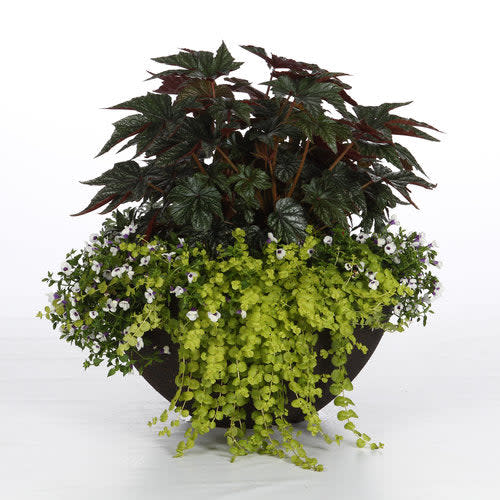 Pegasus® Begonia - Image 7