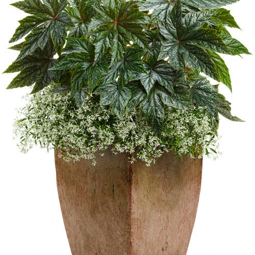 Pegasus® Begonia - Image 8