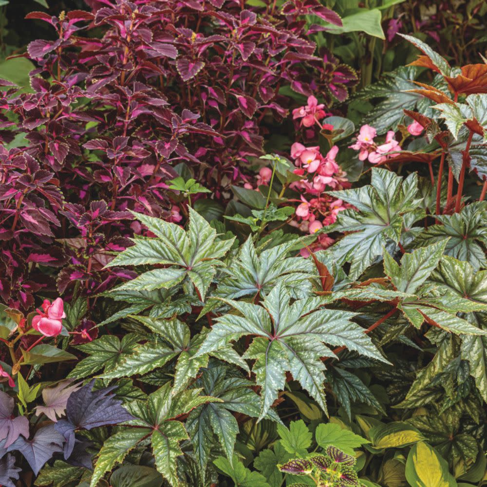 Pegasus® Begonia - Image 9
