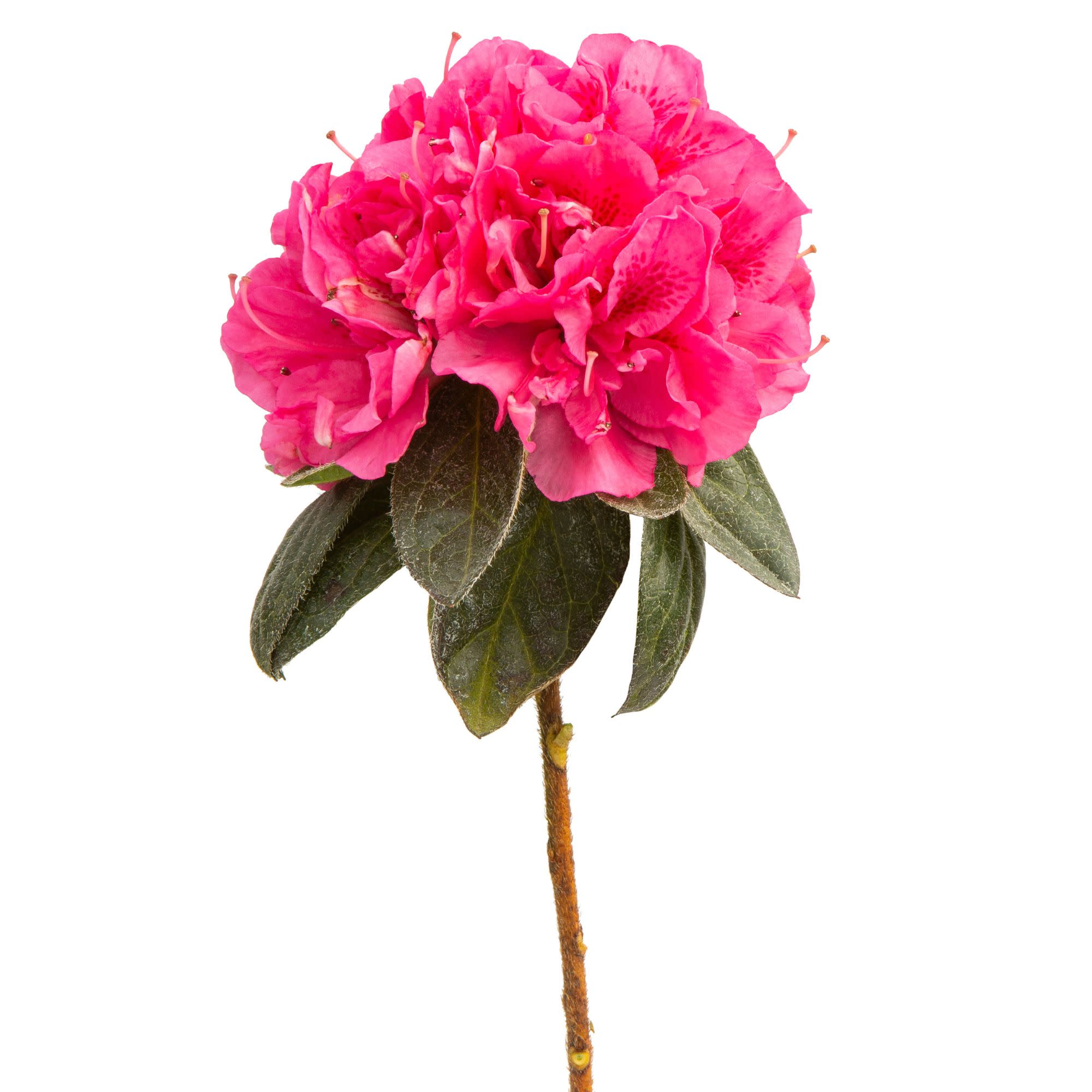 Perfecto Mundo® Double Dark Pink Reblooming Azalea (Rhododendron x) - Image 6