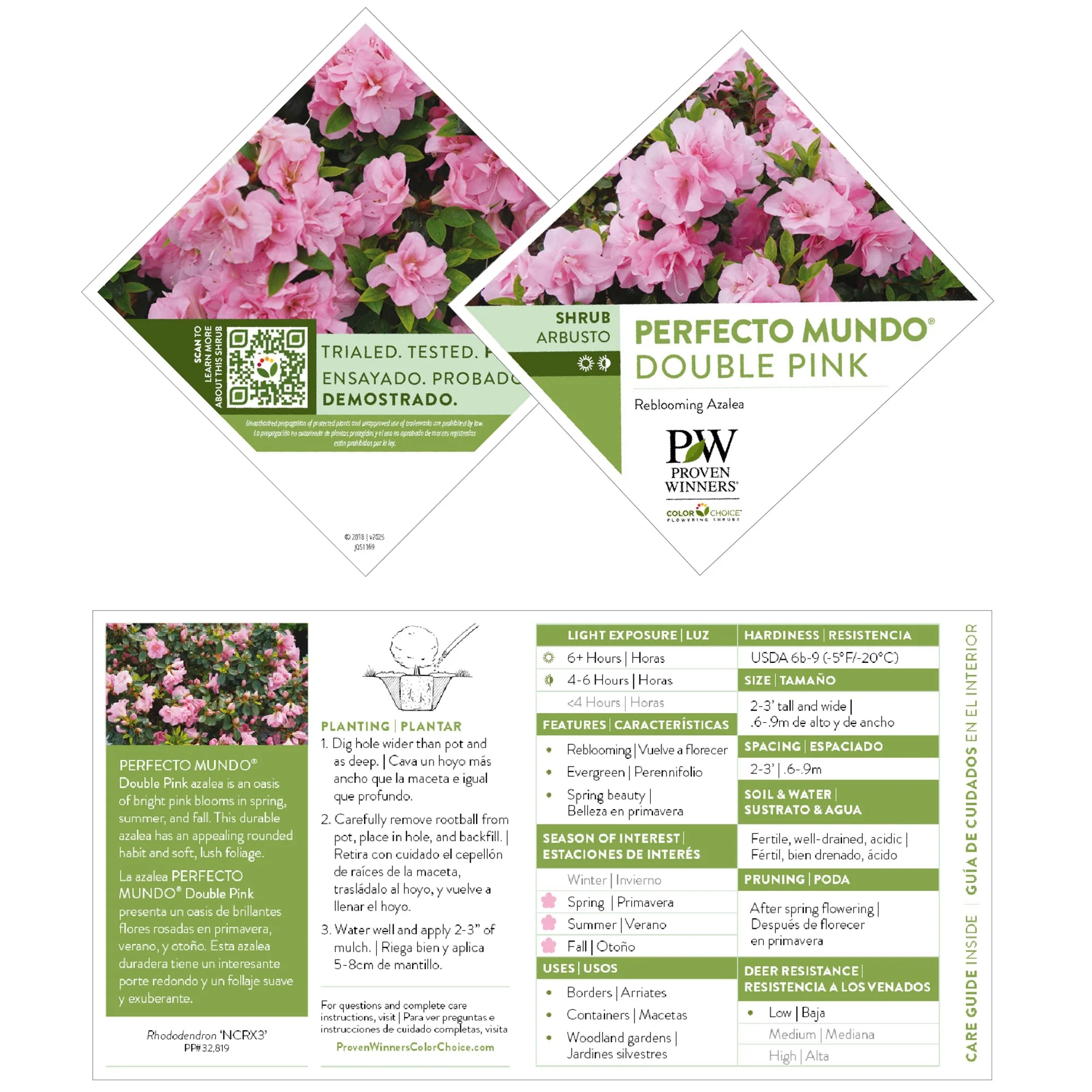 Perfecto Mundo® Double Pink Reblooming Azalea (Rhododendron x) - Image 7